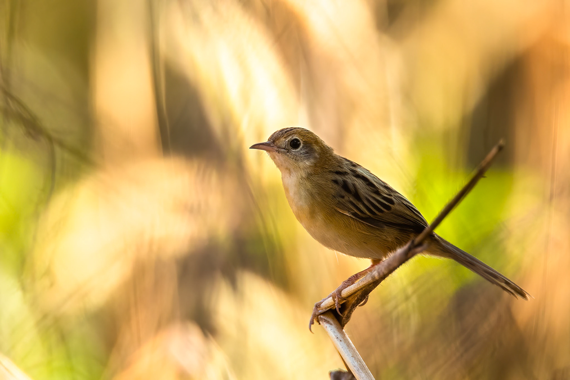 Golden-headed cisticola, Darwin, Australia