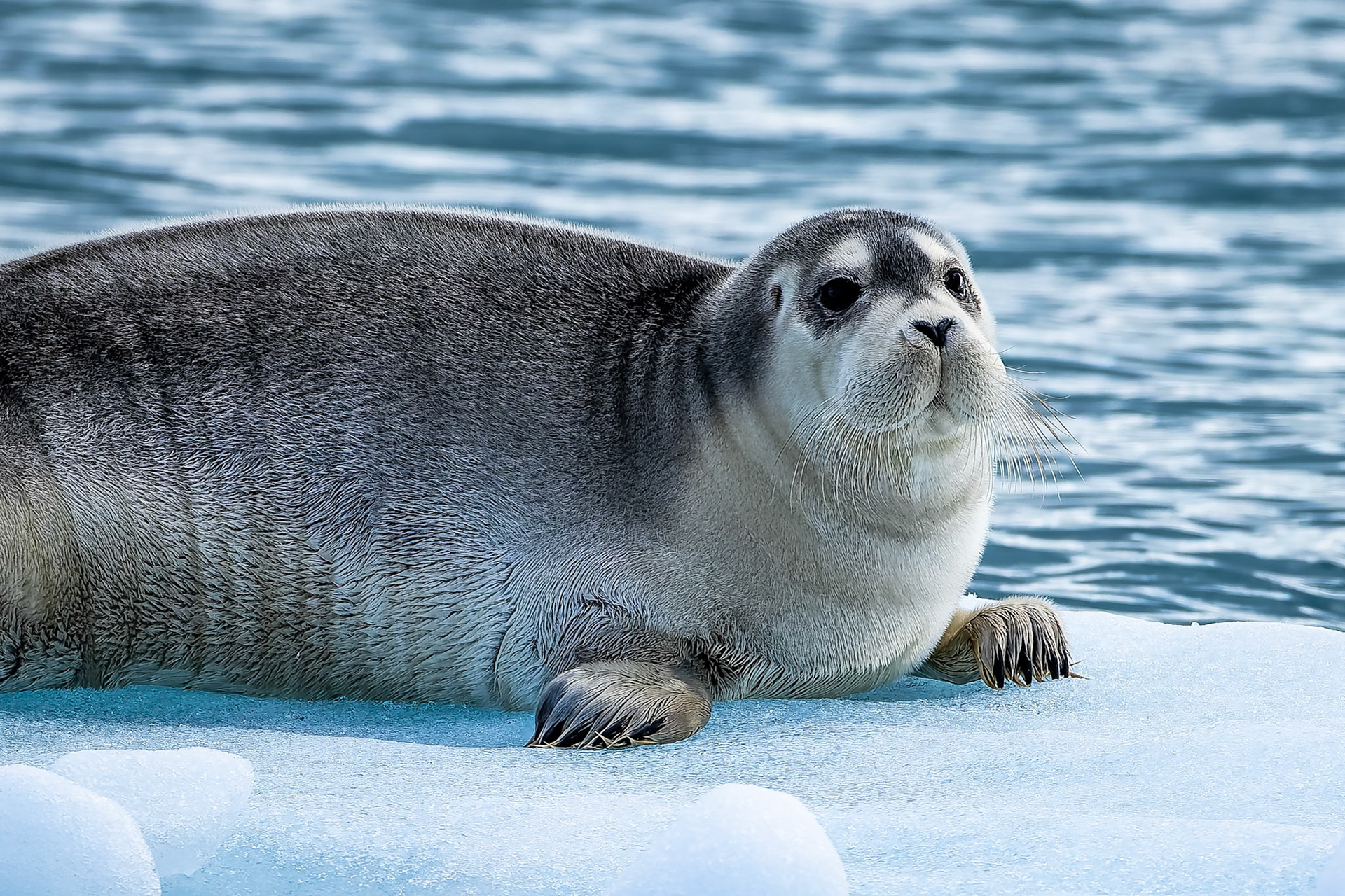 Bearded seal, Texas Bar, Svalbard, Norway