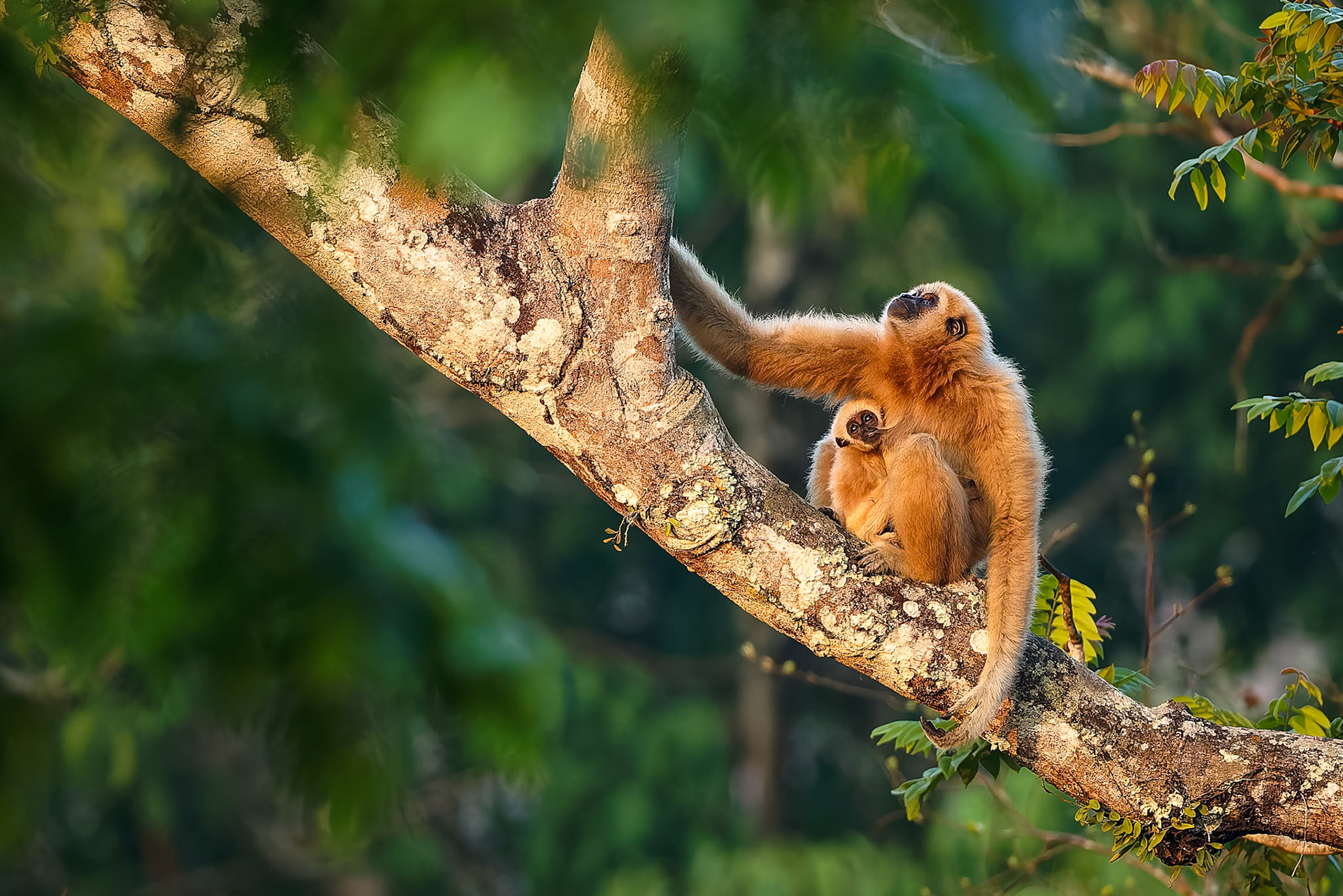 Lar Gibbon, Khaeng Krackan National Park, Thailand
