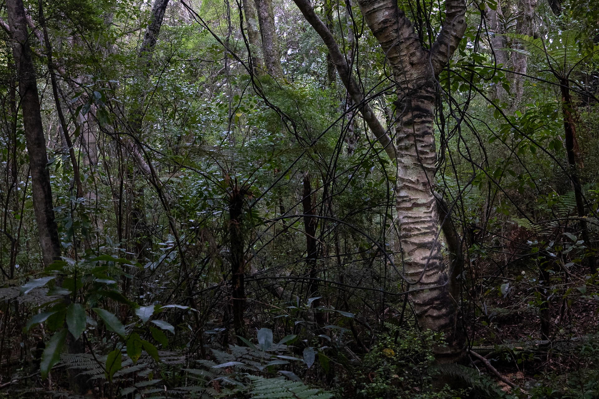 Ulva Island, New Zealand