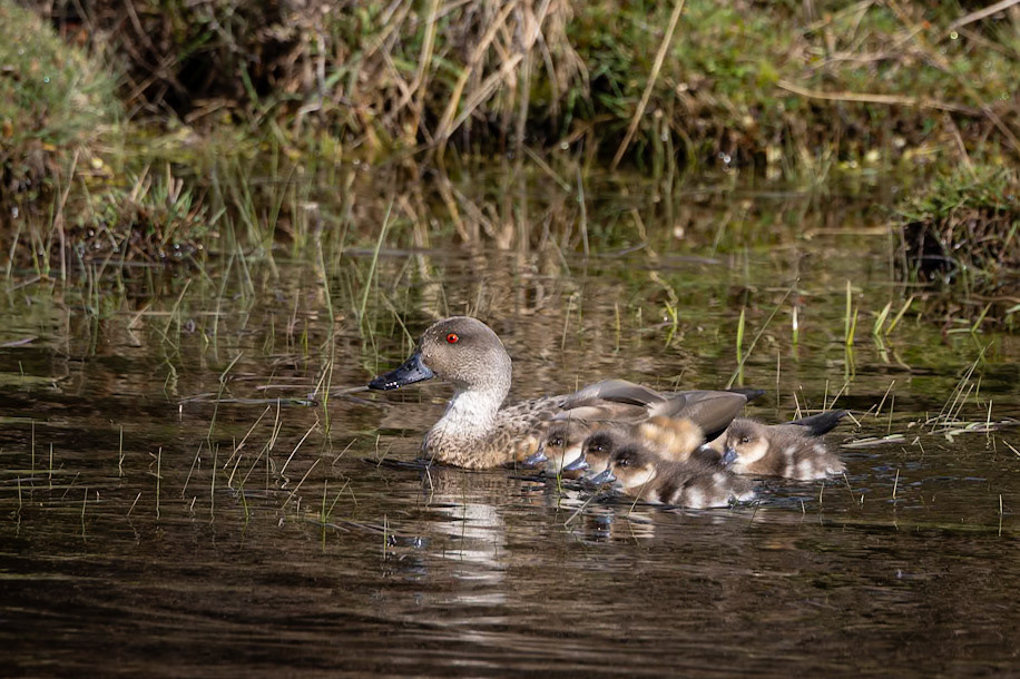 Crested duck, Punta Arenas, Patagonia, Chilé