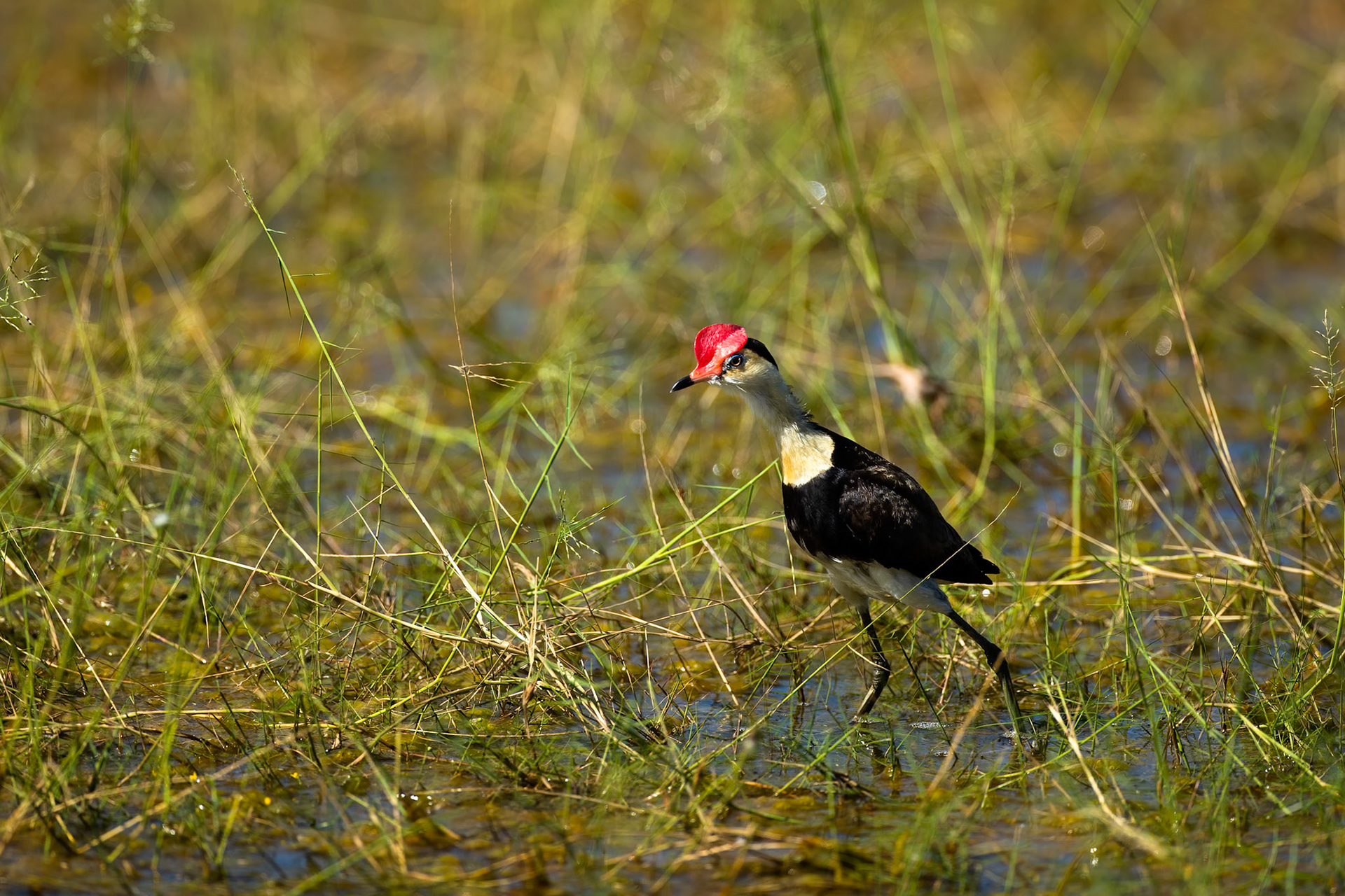 Comb-crested jacana, Mamukala wetlands, Kakadu, Northern Territory, Australia