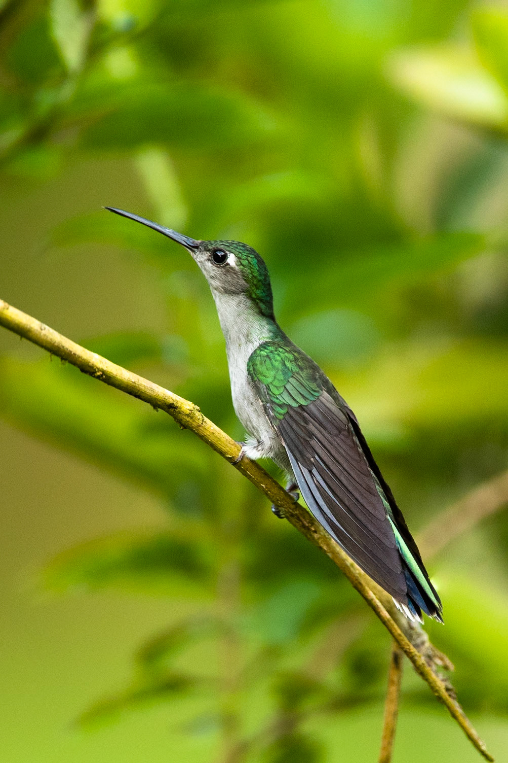 Gray-breasted sabrewing, Amazonia Lodge, Manu National Park,  Peru