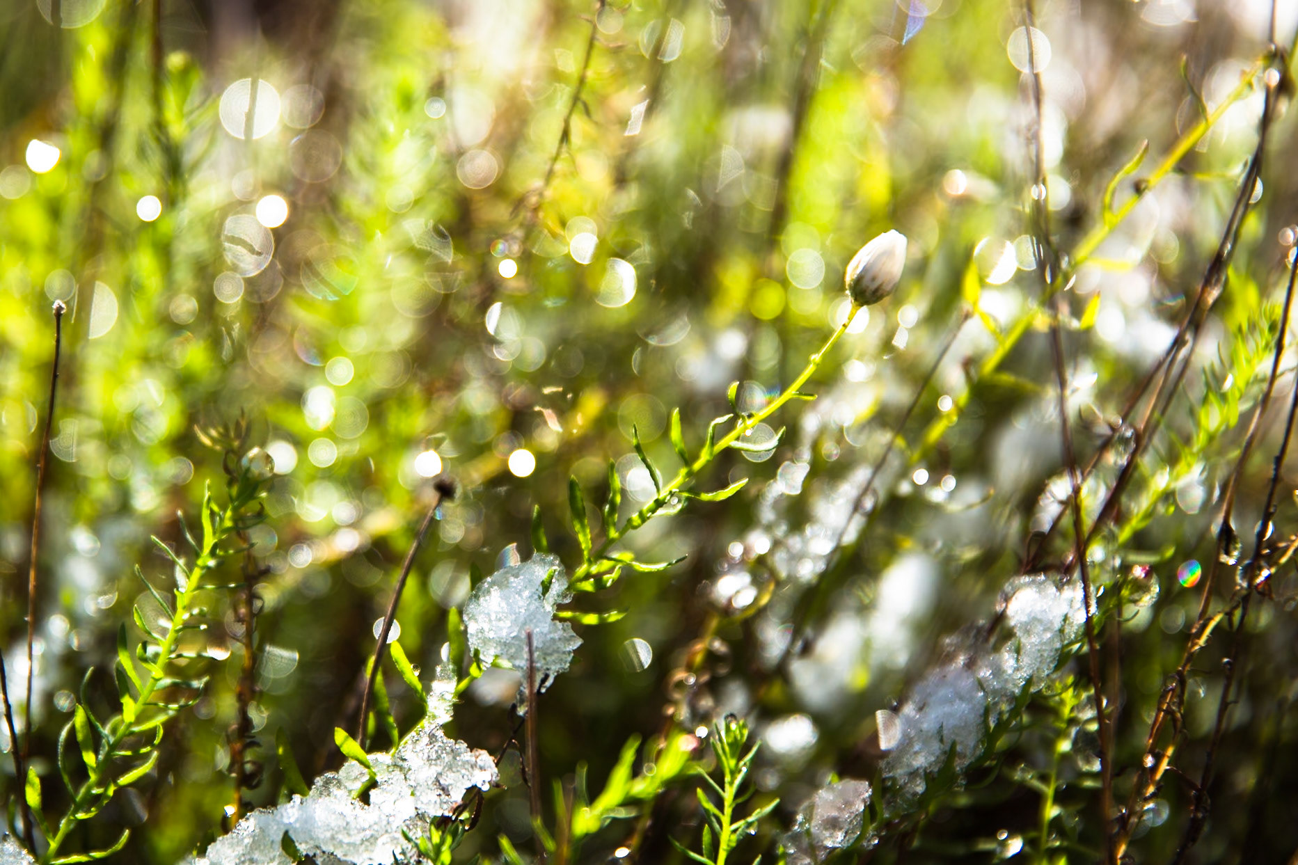 Blue Mountains Botanic Gardens, Mount Tomah