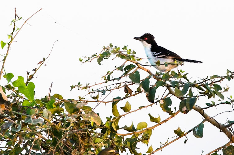 Great antshrike, Transpantaneira, Pantanal, Brazil