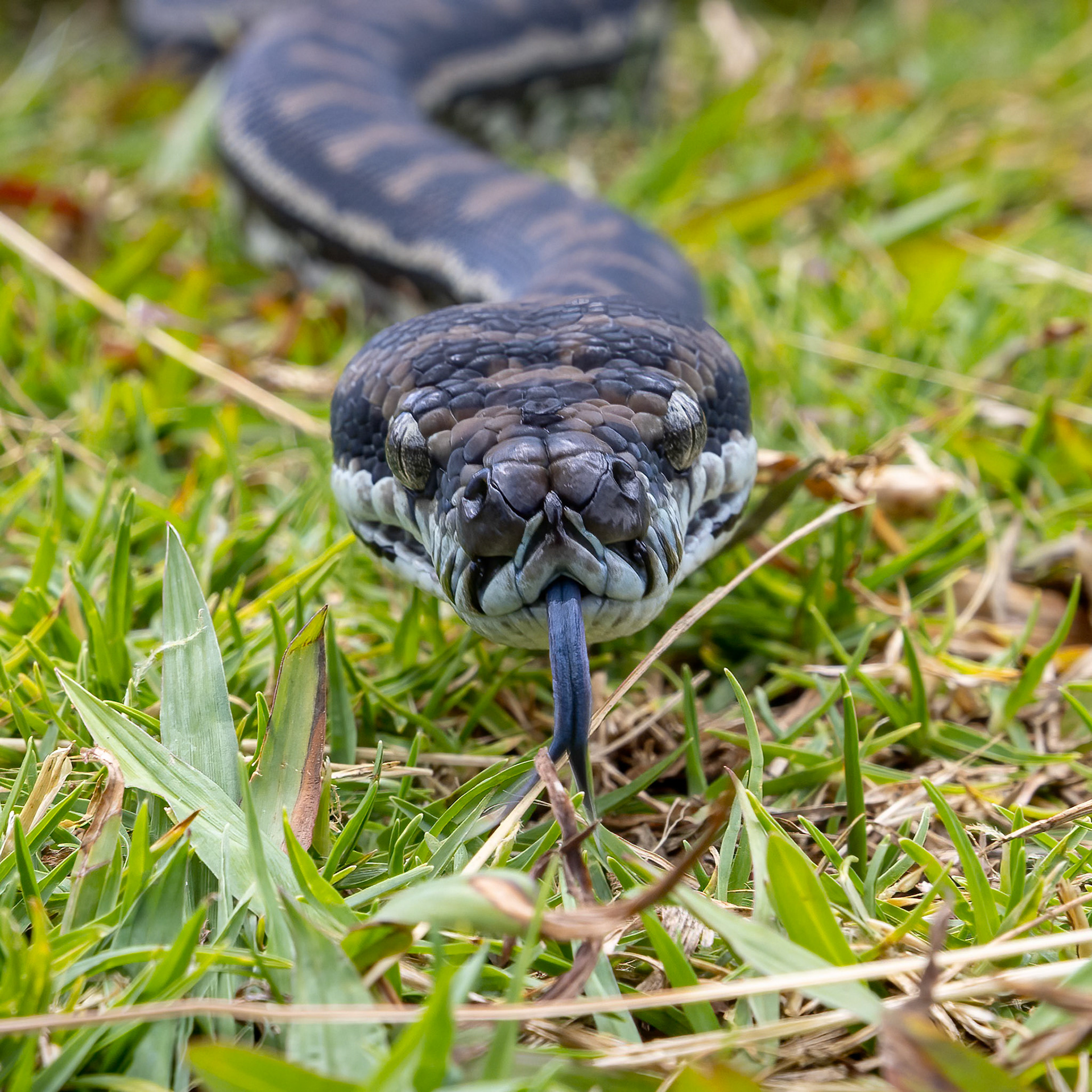 Carpet python, O'Reilly's Rainforest Retreat, Lamington National Park, Queensland, Australia