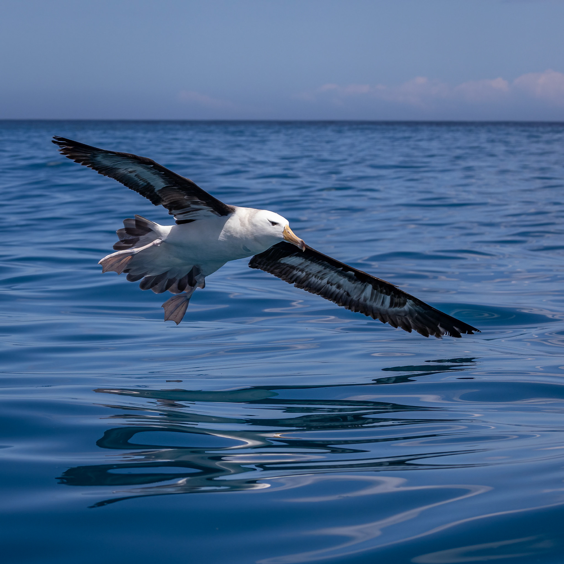 Black-browed Albatross, Kaikōura, New Zealand