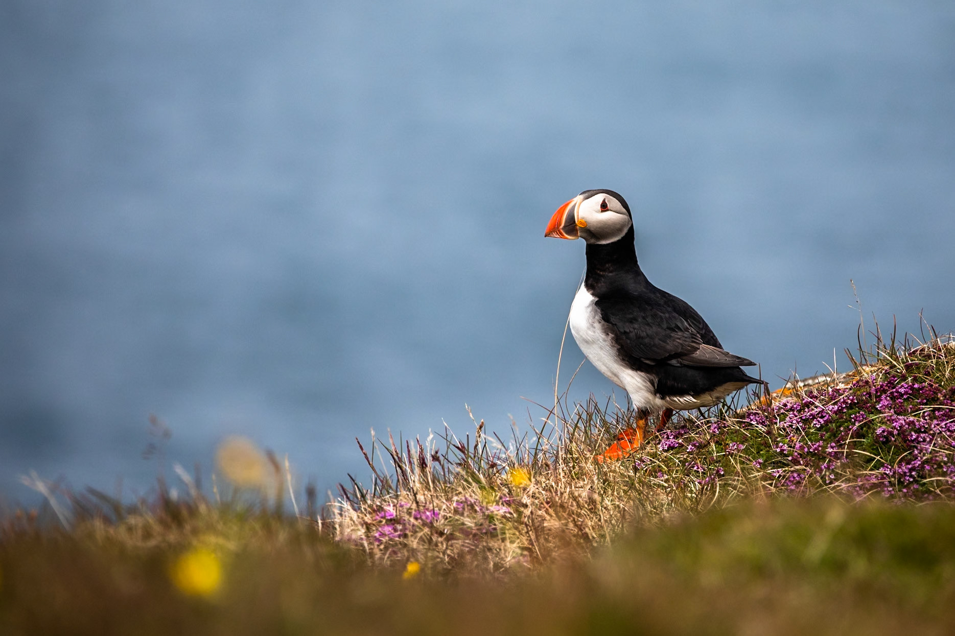 Atlantic puffin, Flatey island, Breiðafjörður, Iceland