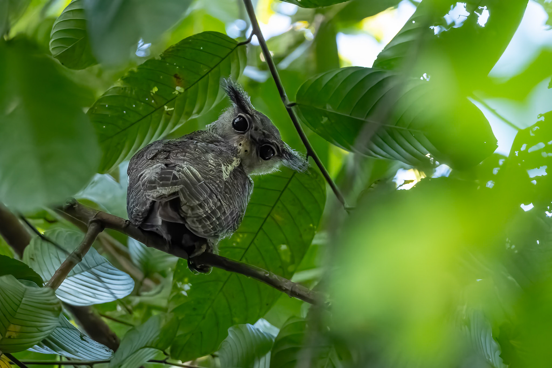 Barred eagle-owl, Sepilok, Borneo