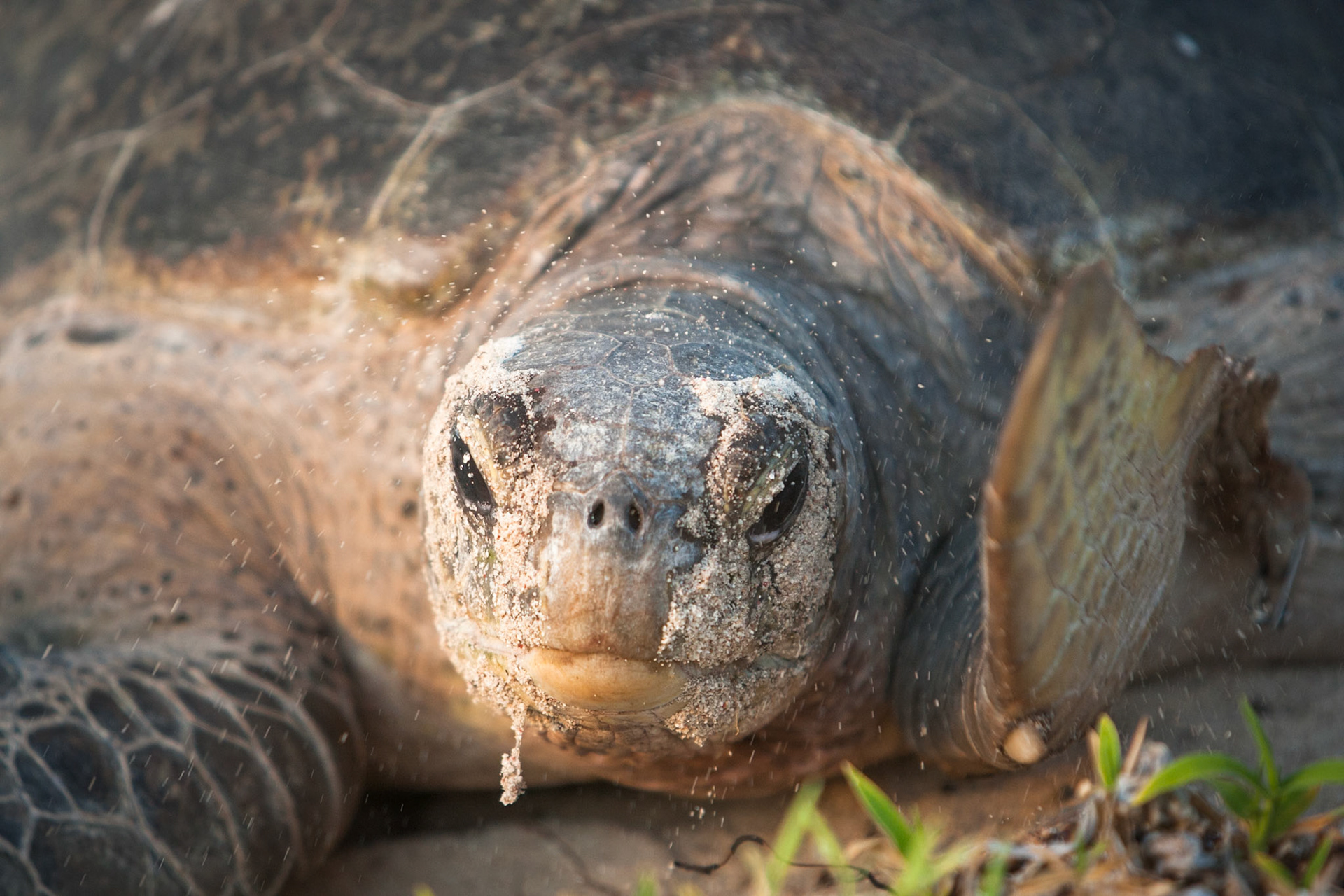Turtle, Lady Elliot Island, Queensland, Australia