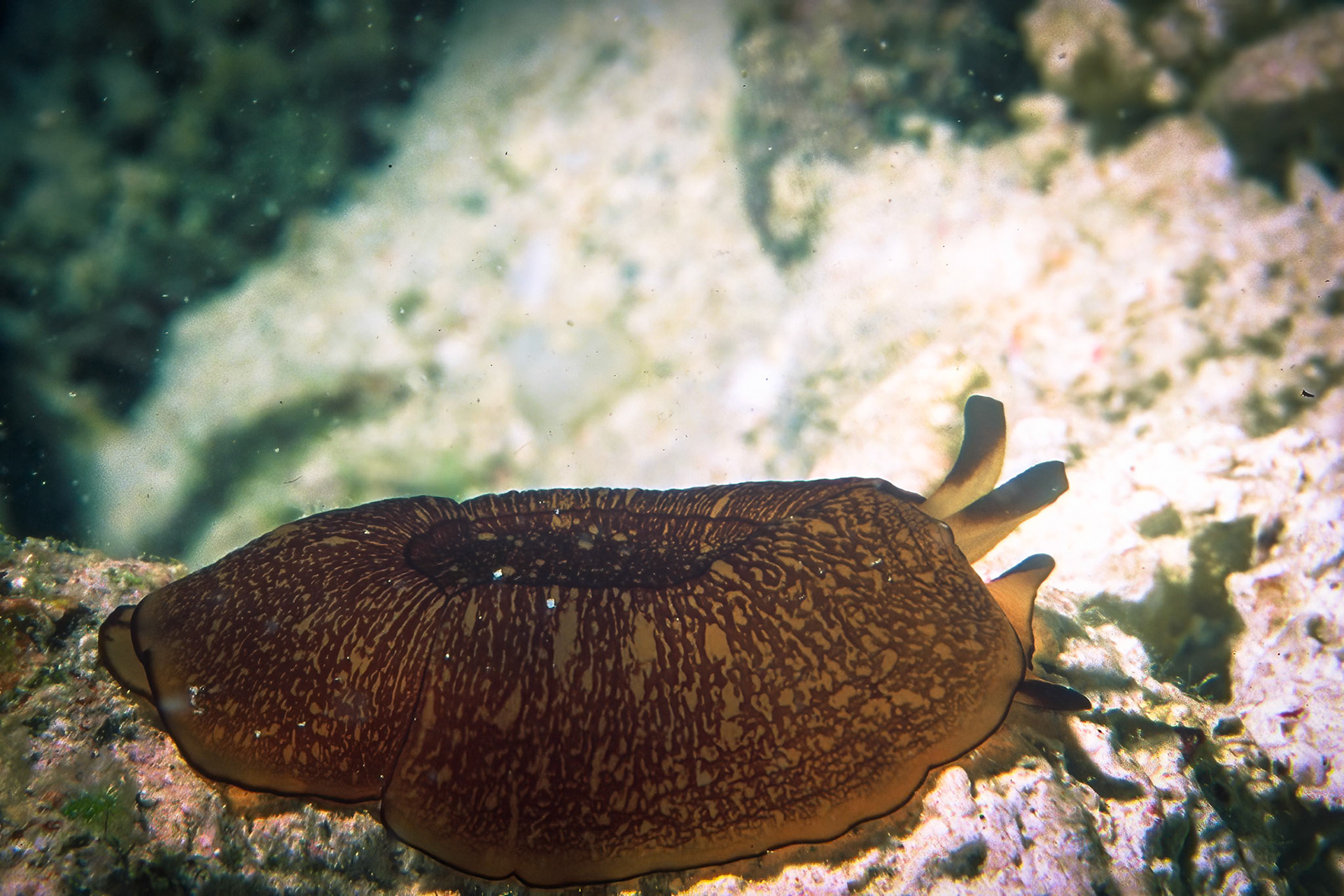 Nudibranch, Comores