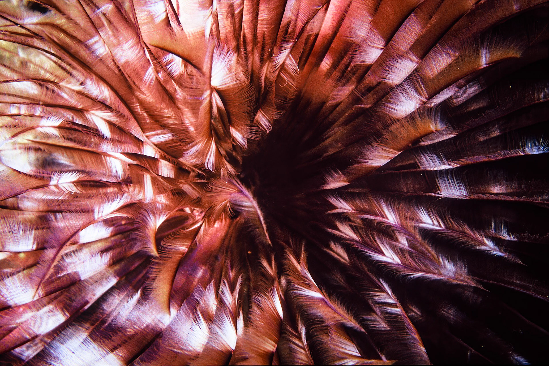 Featherstar, Comores