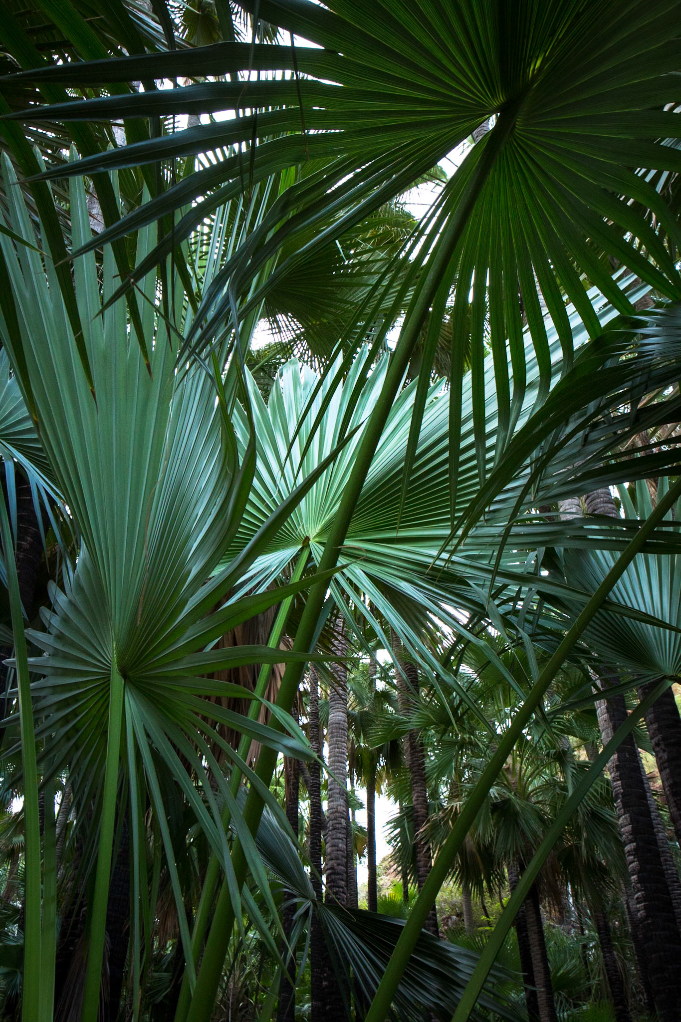 Zebedee thermal springs, El Questro Wilderness Park, The Kimberly, Western Australia