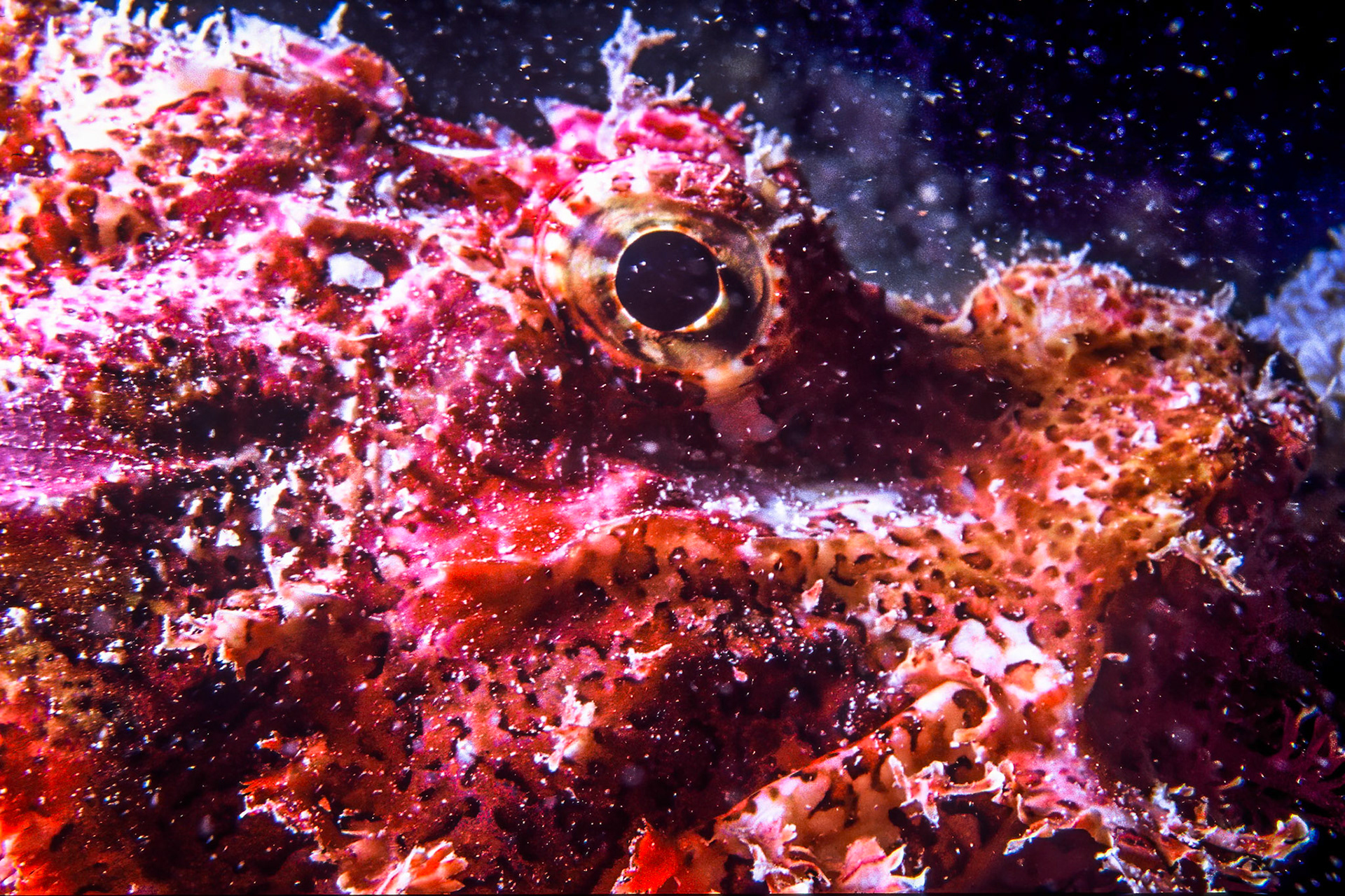 Scorpionfish, Comores