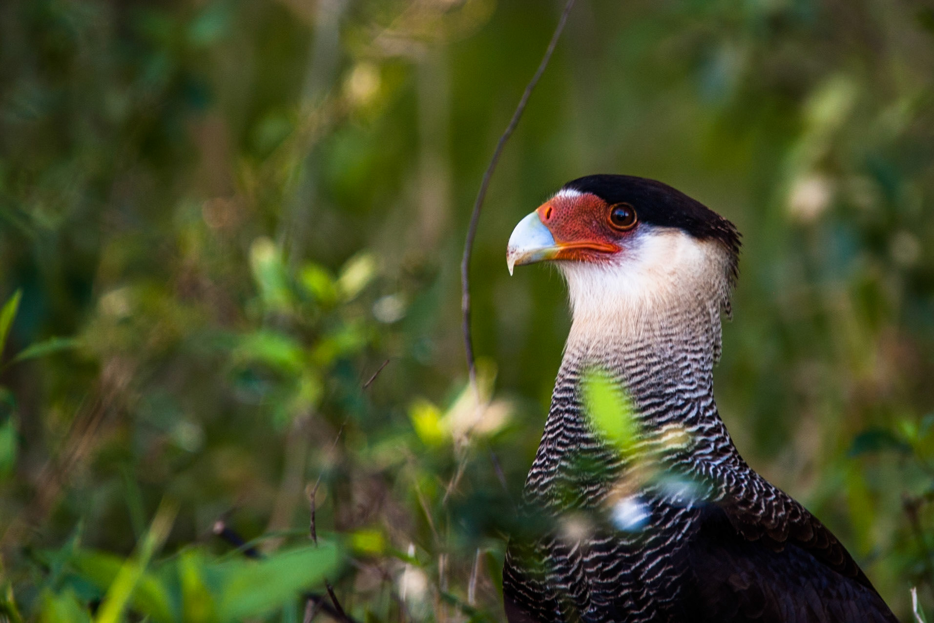 Southern crested caracara, Puerto Valle Esteros, Ibera wetlands, Corrientes, Argentina