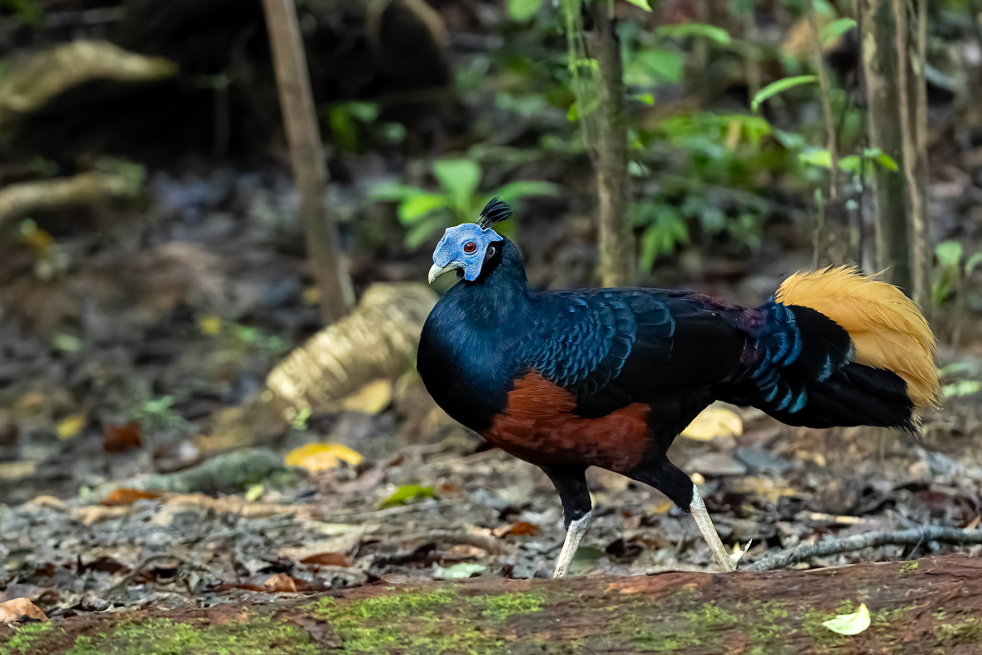 Bornean crested fireback, Utan, Borneo