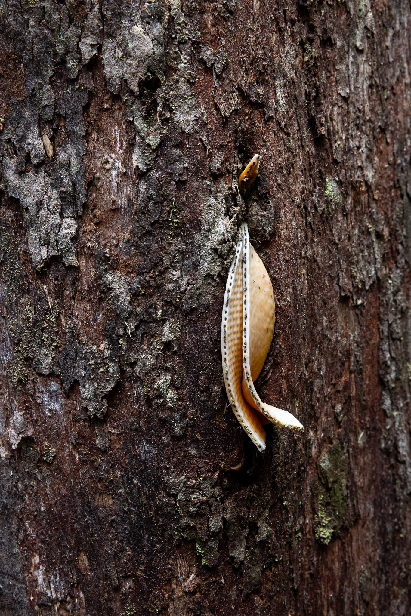 Three Capes Track, Cape Pillar Lodge to Cape Hauy and Fortescue Bay, Tasmania