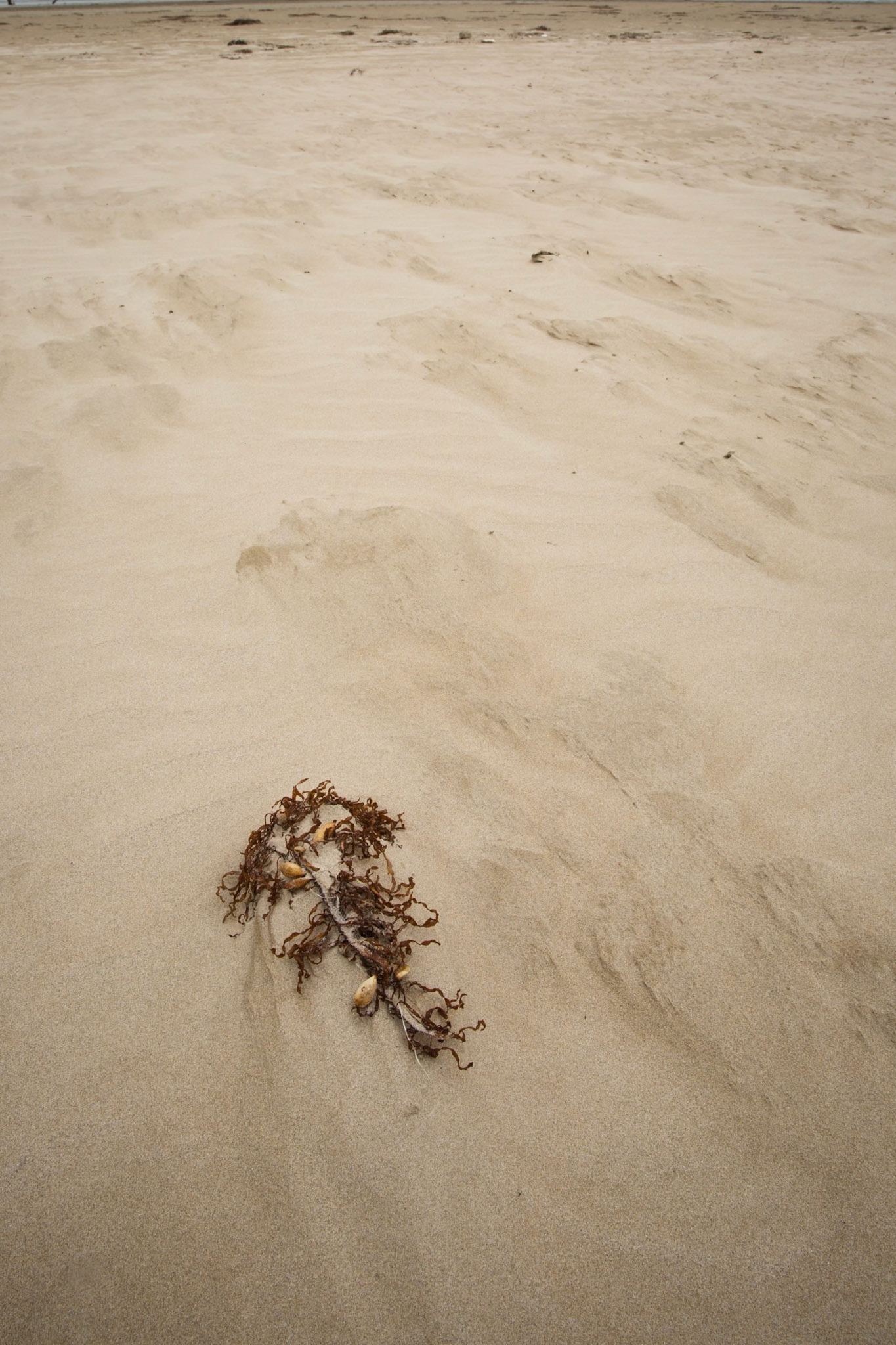 Circuit from Telegraph Saddle via Telegraph Junction to Oberon Bay (lunch), then Little Oberon Bay, Norman Point  and Norman Beach to Tidal River.