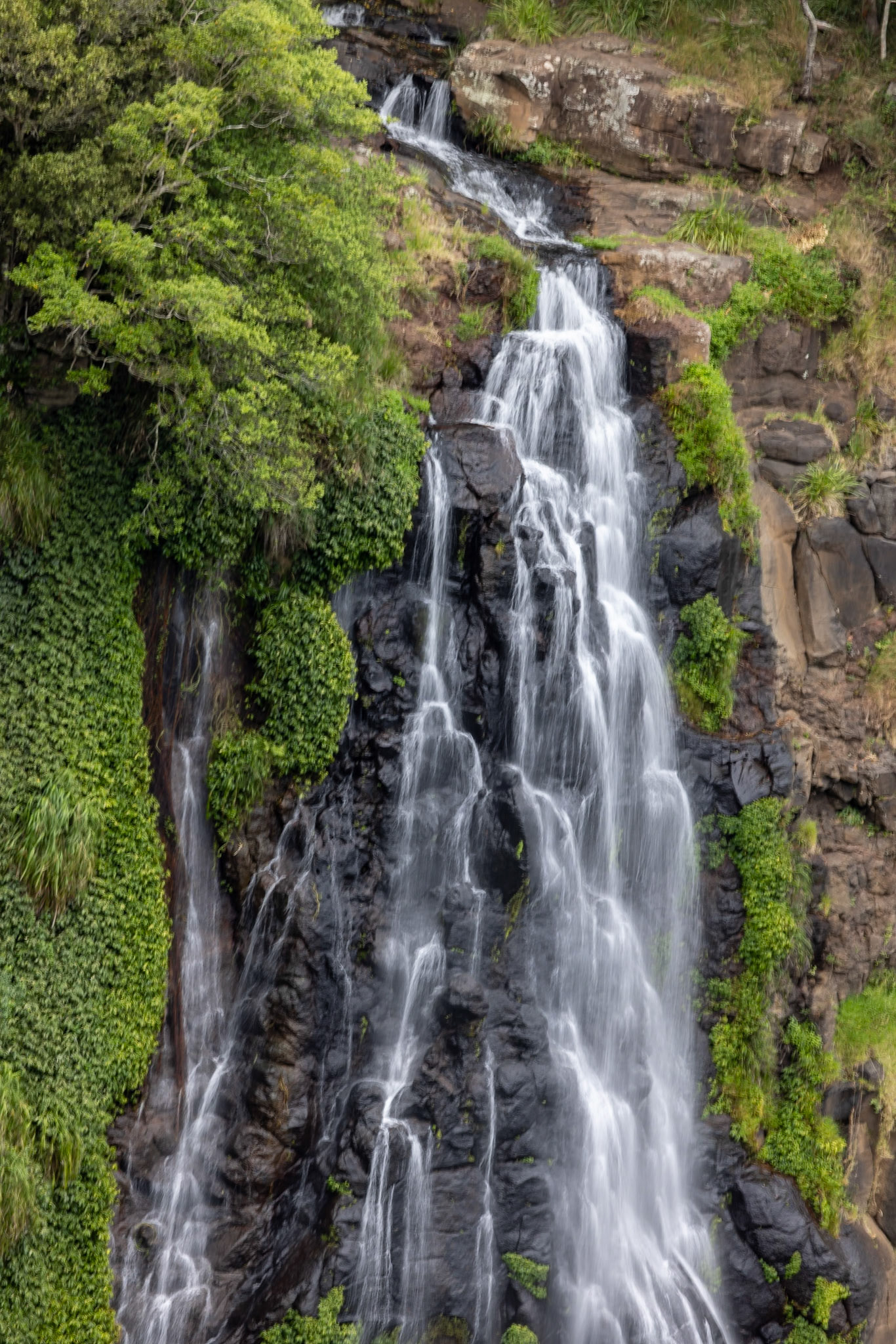 O'Reilly's Rainforest Retreat, Lamington National Park, Queensland, Australia