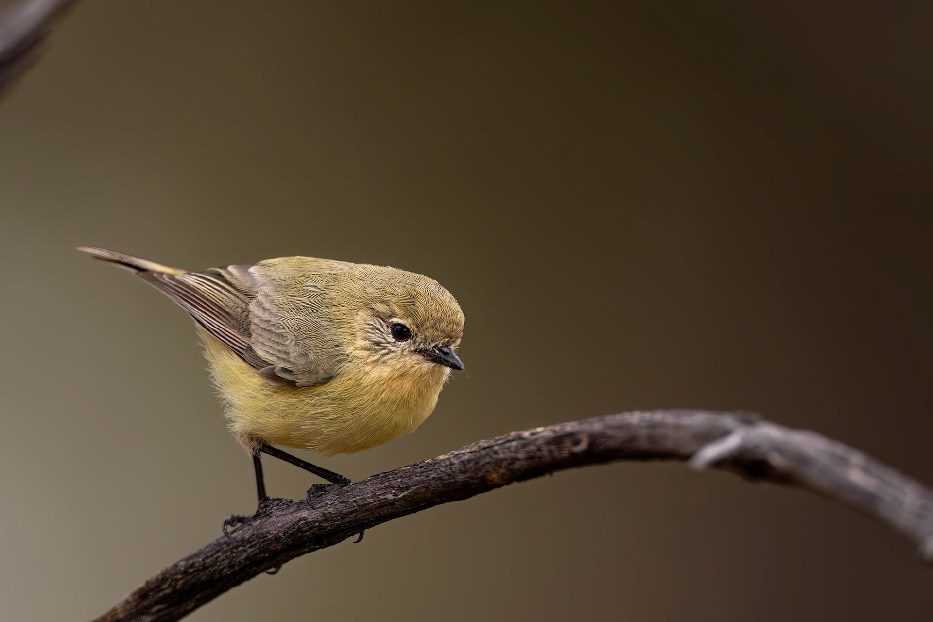 Yellow thornbill, Eulo to Cunnamulla, Queensland, Australia