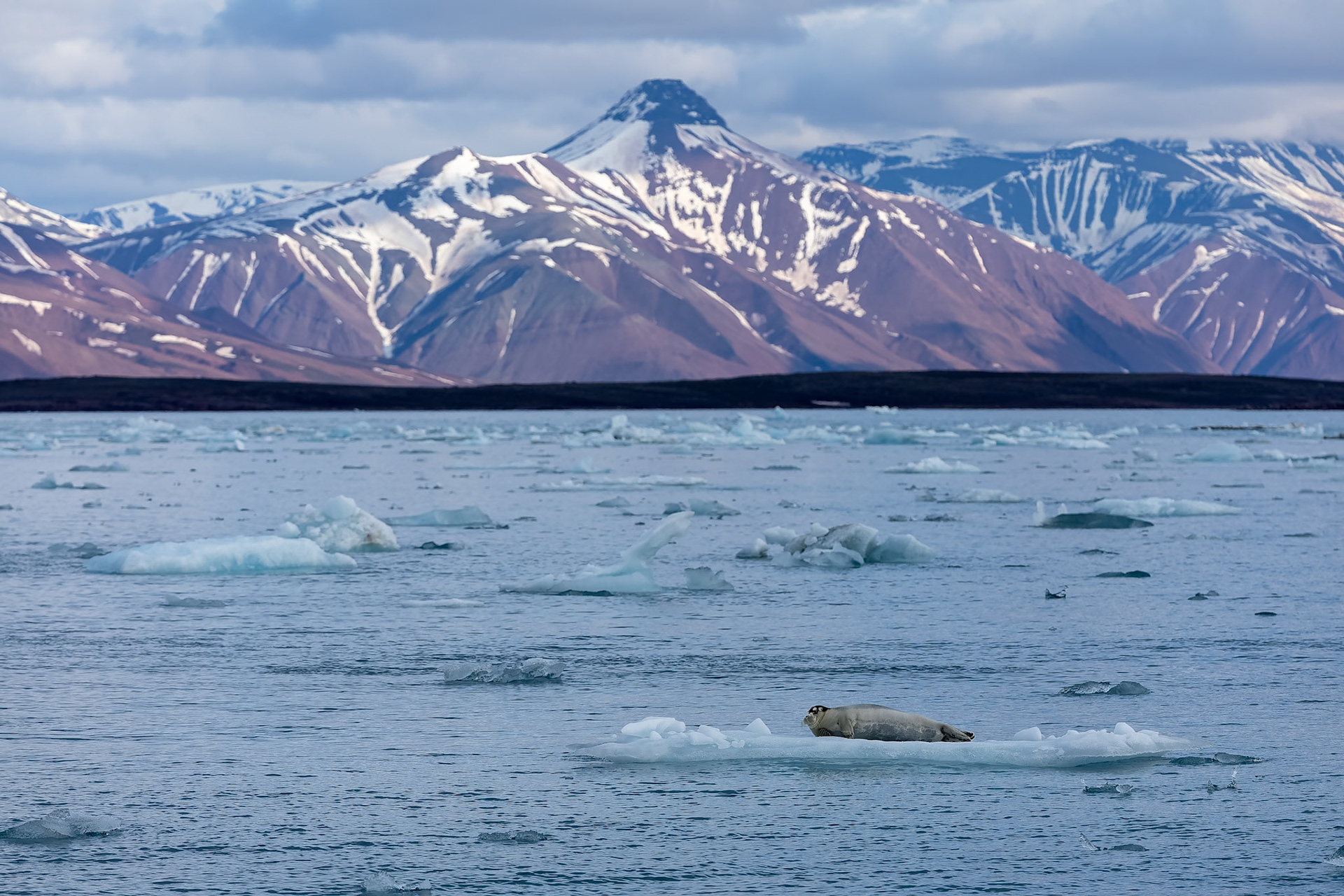 Bearded seal, Texas Bar, Svalbard, Norway, Texas Bar, Svalbard, Norway