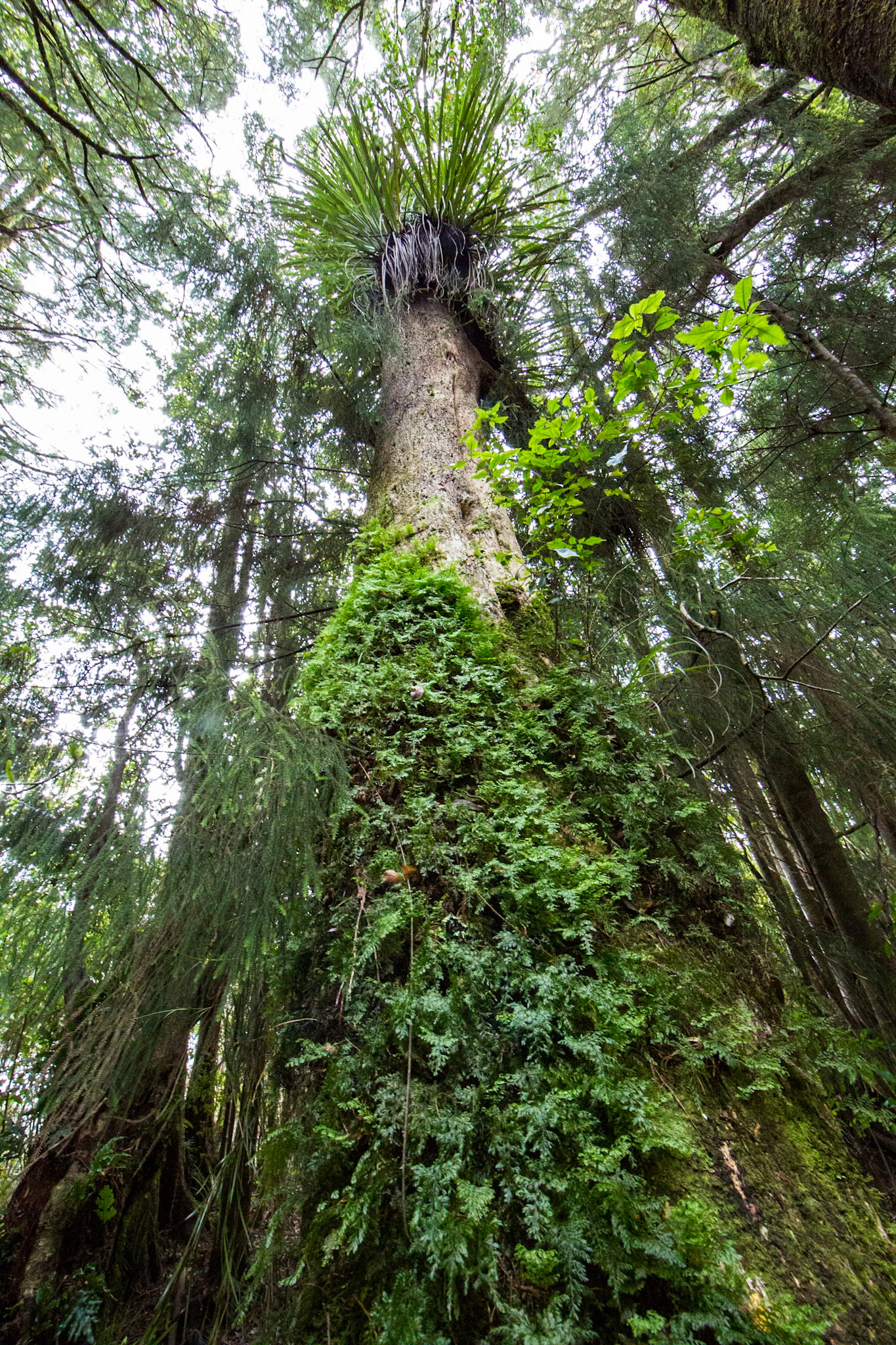 Rotopounamu lake, Tongariro, New Zealand