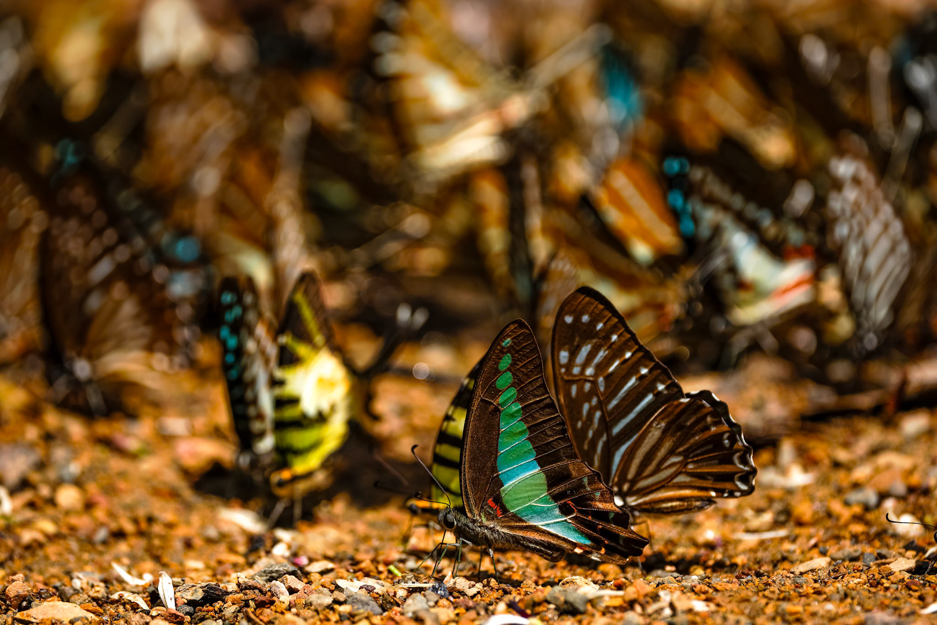 Butterflies, Khaeng Krackan National Park, Thailand