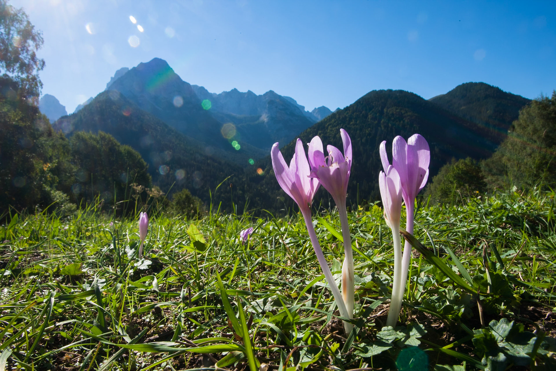 Mountain flower, Madonna di Campiglio, Italy.