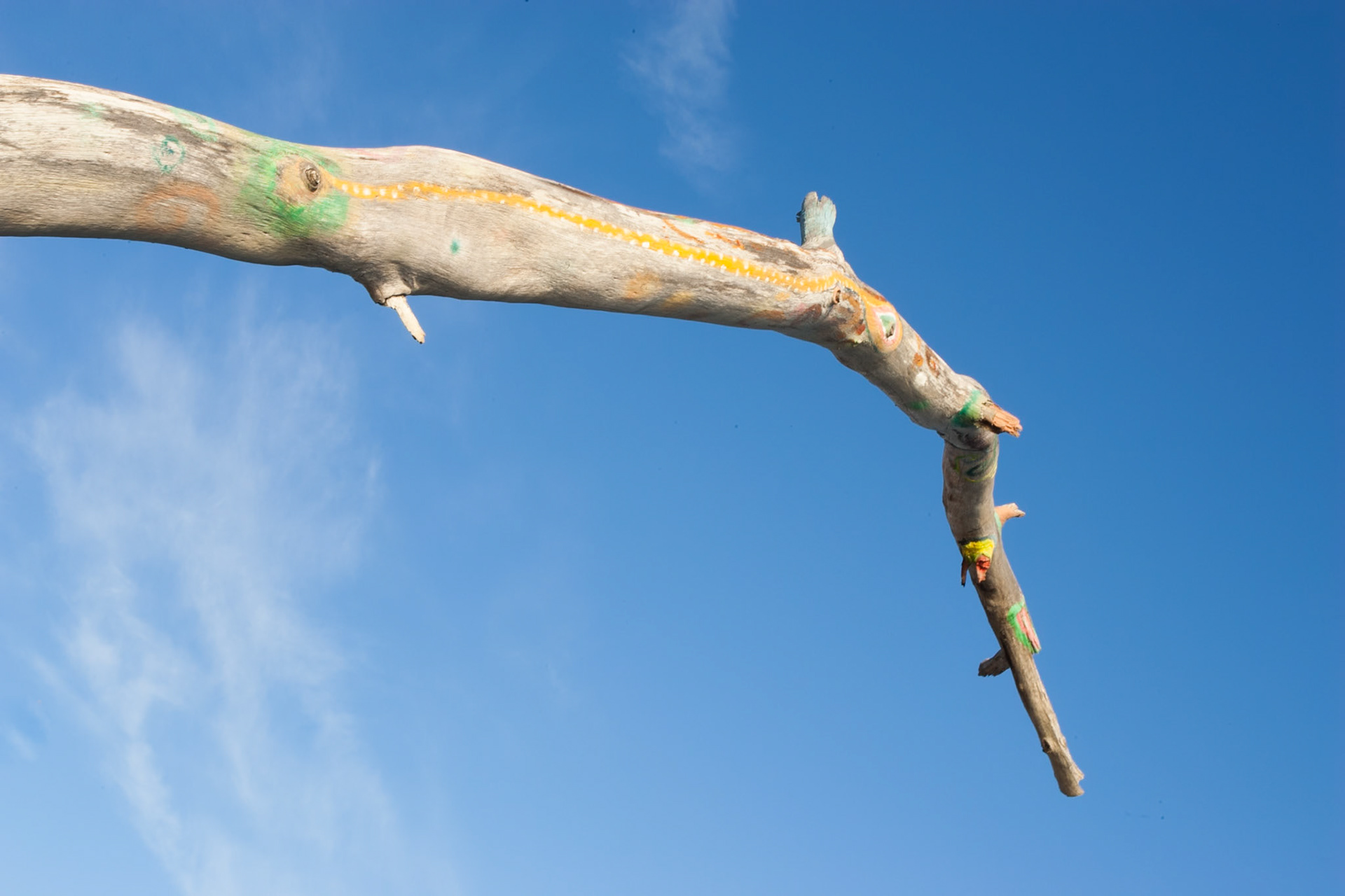 Painted tree, Belongil beach, Byron Bay