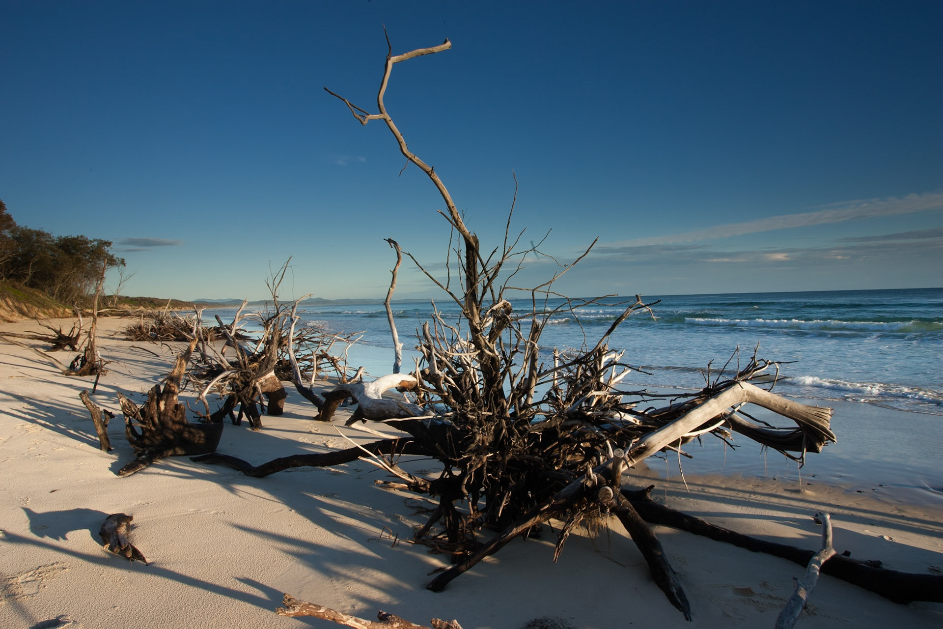 Uprooted trees, Belongil beach, Byron Bay