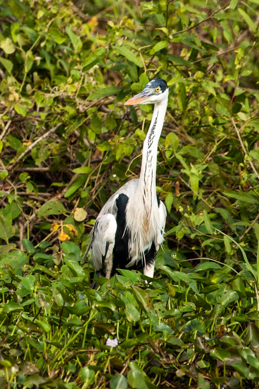 Cocoi heron, Mato grosso, Pantanal, Brazil