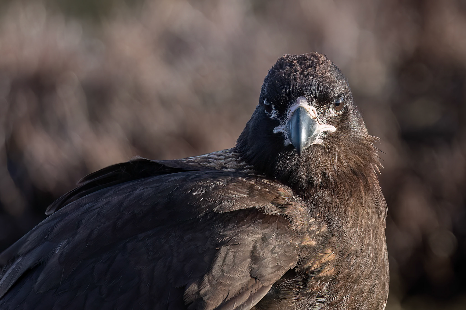 Striated caracara, Bleaker Island, Falkland Islands