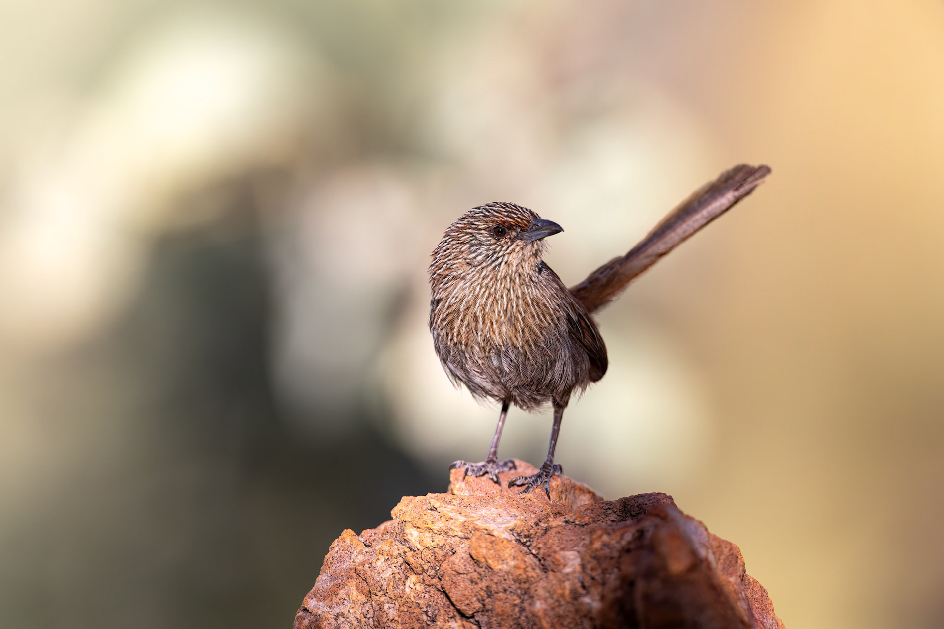 Kalkadoon grasswren, Mt Isa, Queensland, Australia