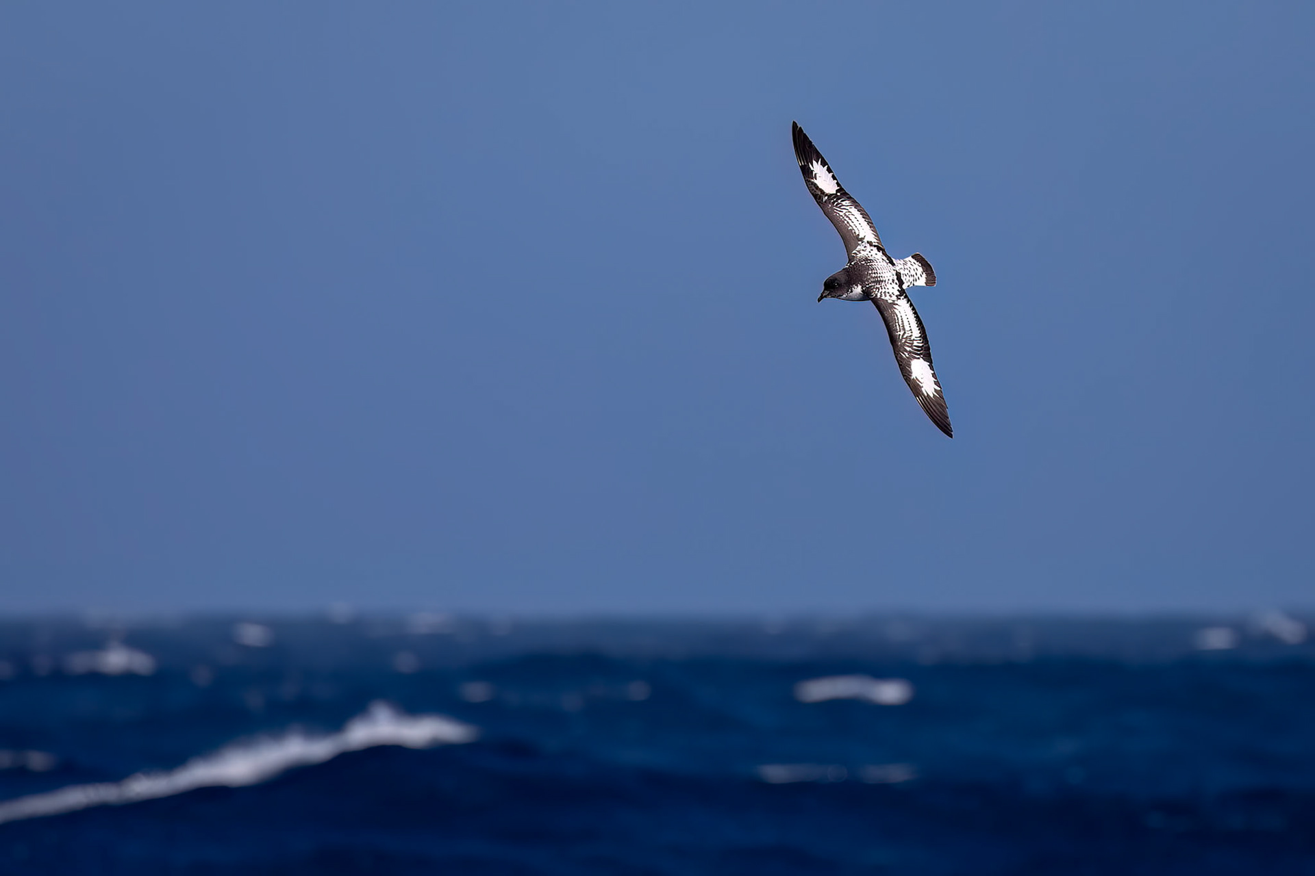 Cape petrel, from the Falklands towards South Georgia