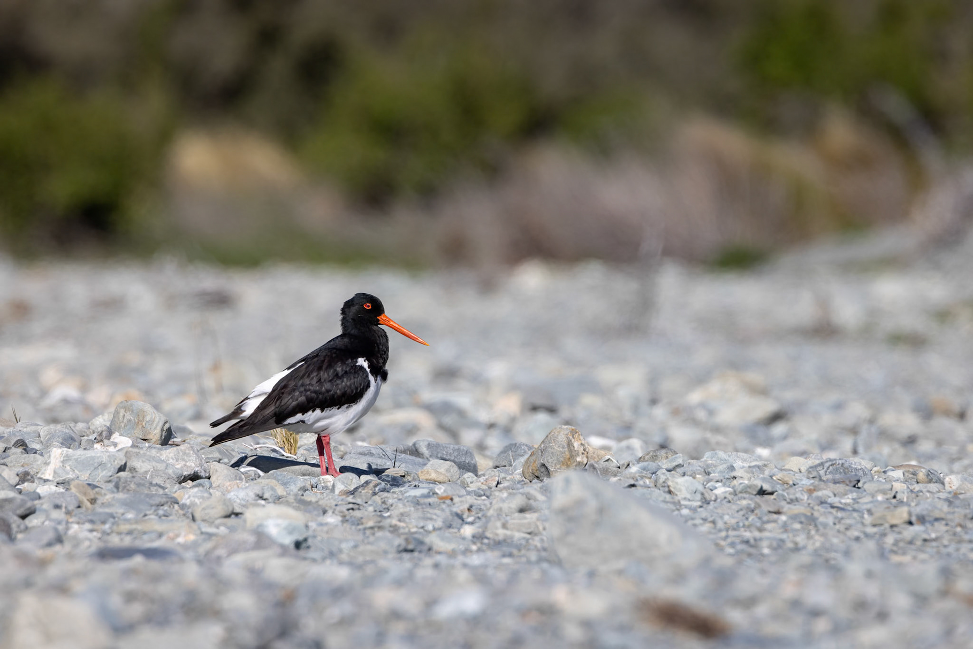 South island pied oystercatcher, Twizel, New Zealand
