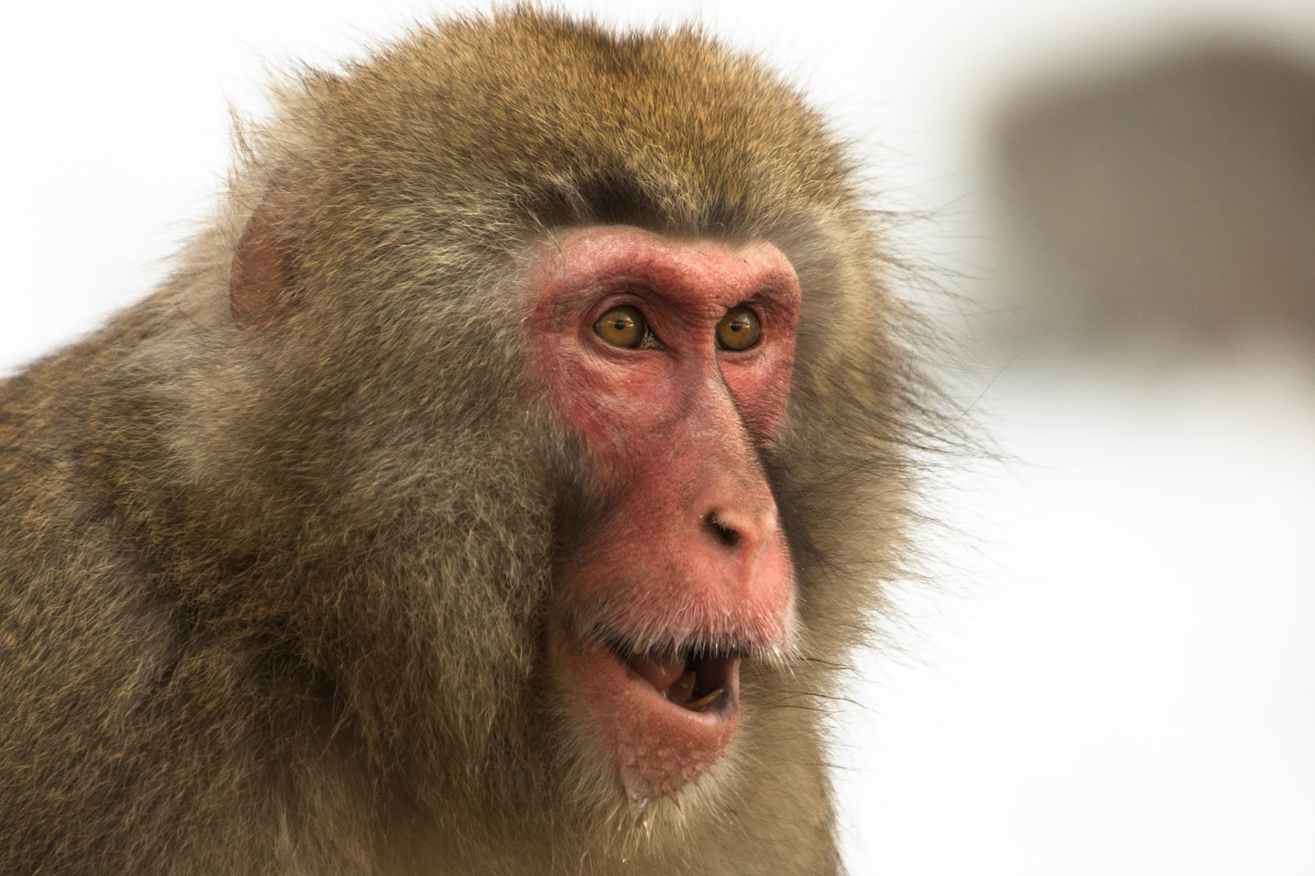 Jigokudani Yaen-Koen, Snow Monkeys, Yudanaka, Japan