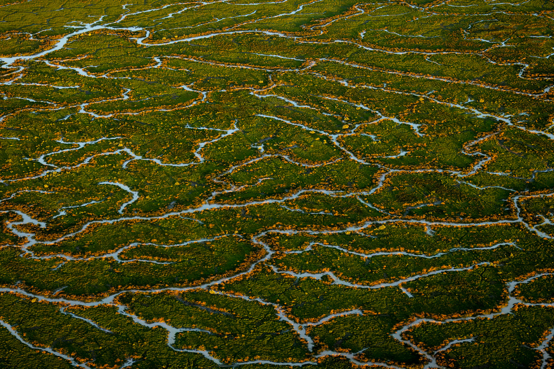 Landscape, Goyder lagoon, Birdsville, Queensland, Australia