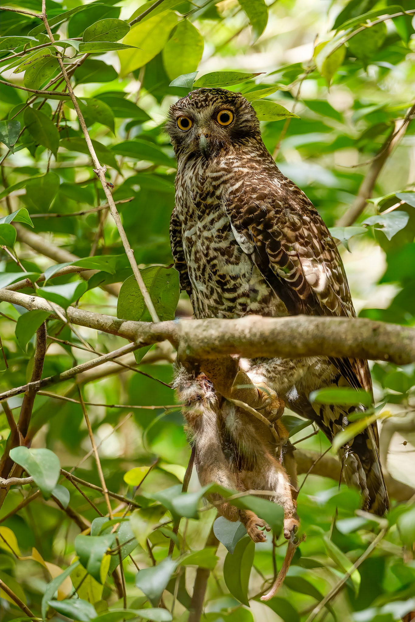 Powerful owl and ringtailed possum, Terry's Creek, Epping, NSW, Australia
