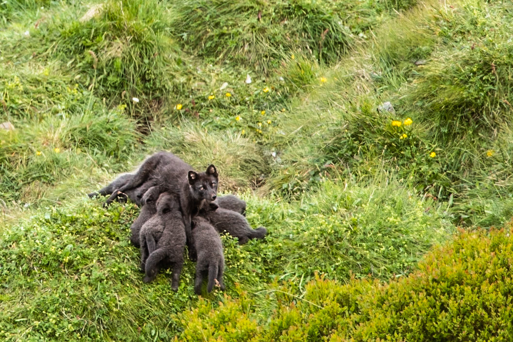 Arctic fox and cubs, Ísafjörður, Iceland