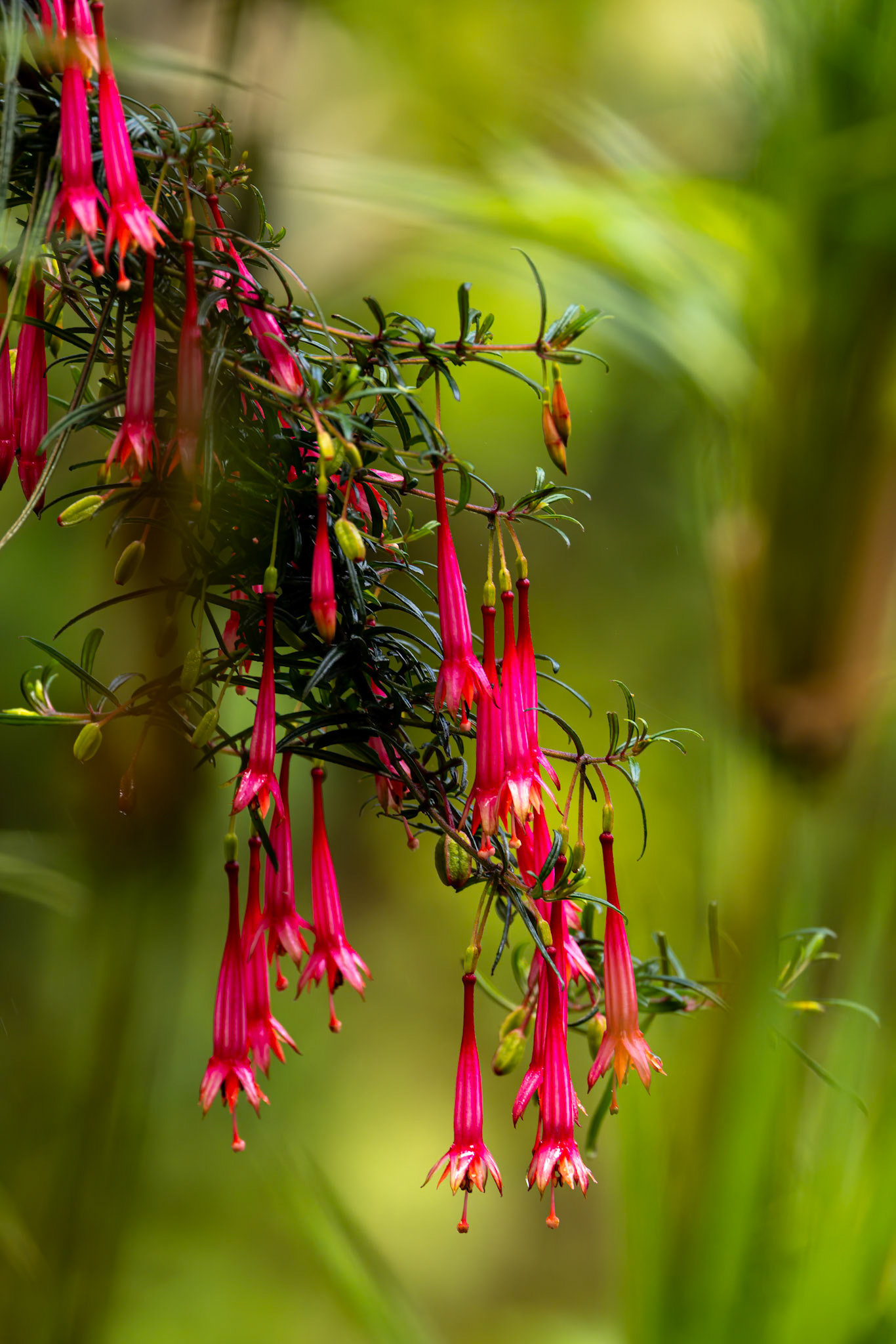 Casa Simpson Lodge, Tapilchalaca, Ecuador