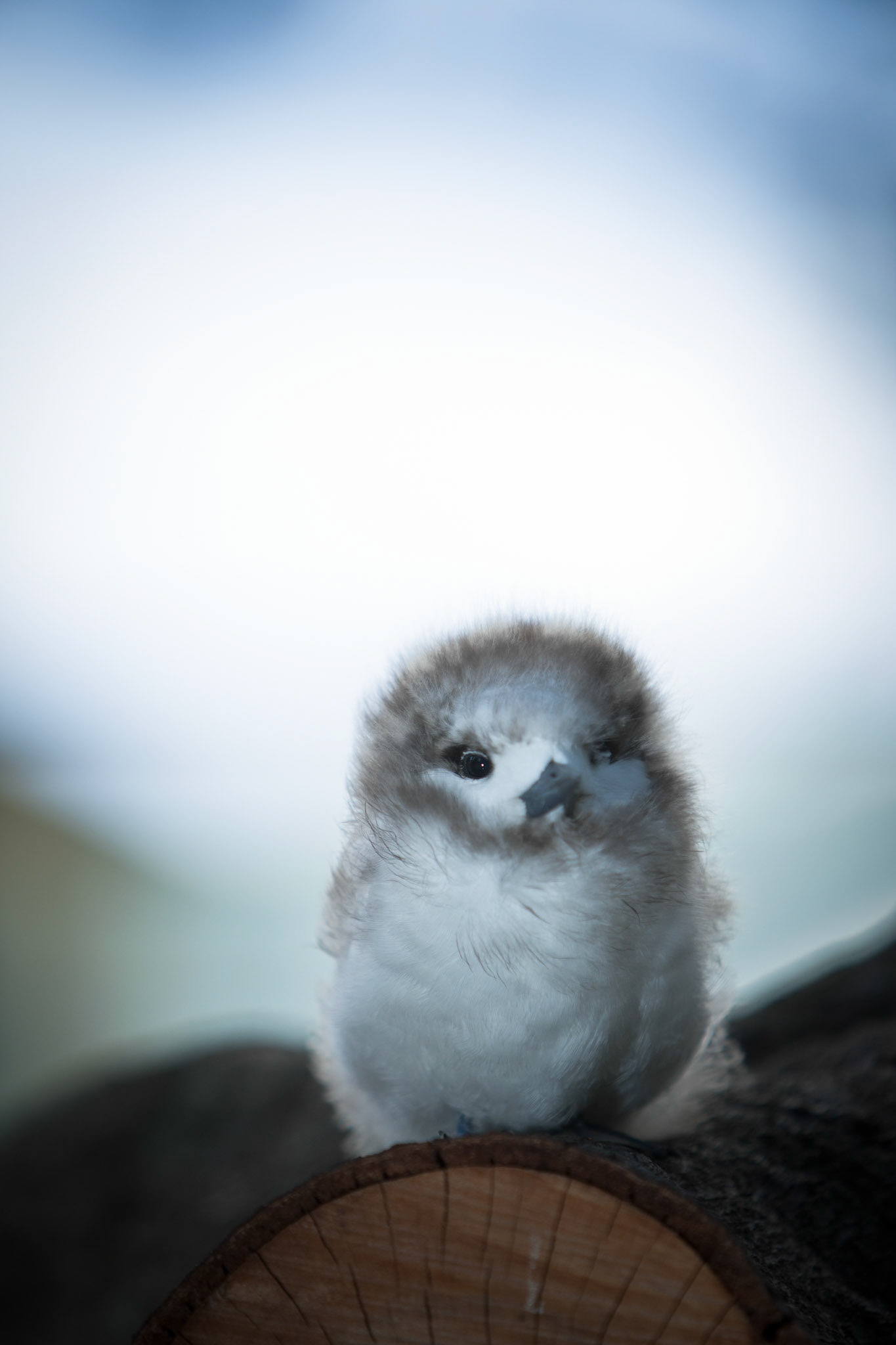 White tern chick, Lord Howe Island