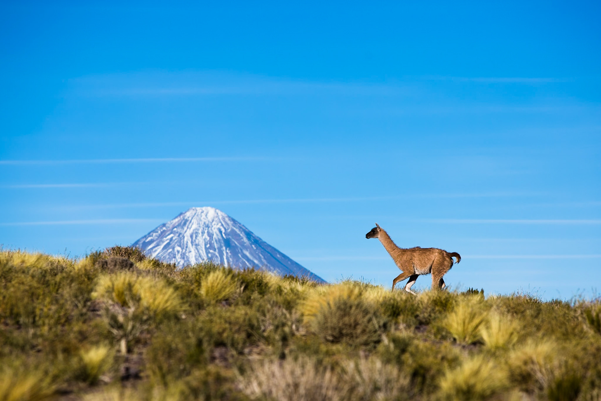 Guanaco with Licancabur volcano, Atacama, Chile