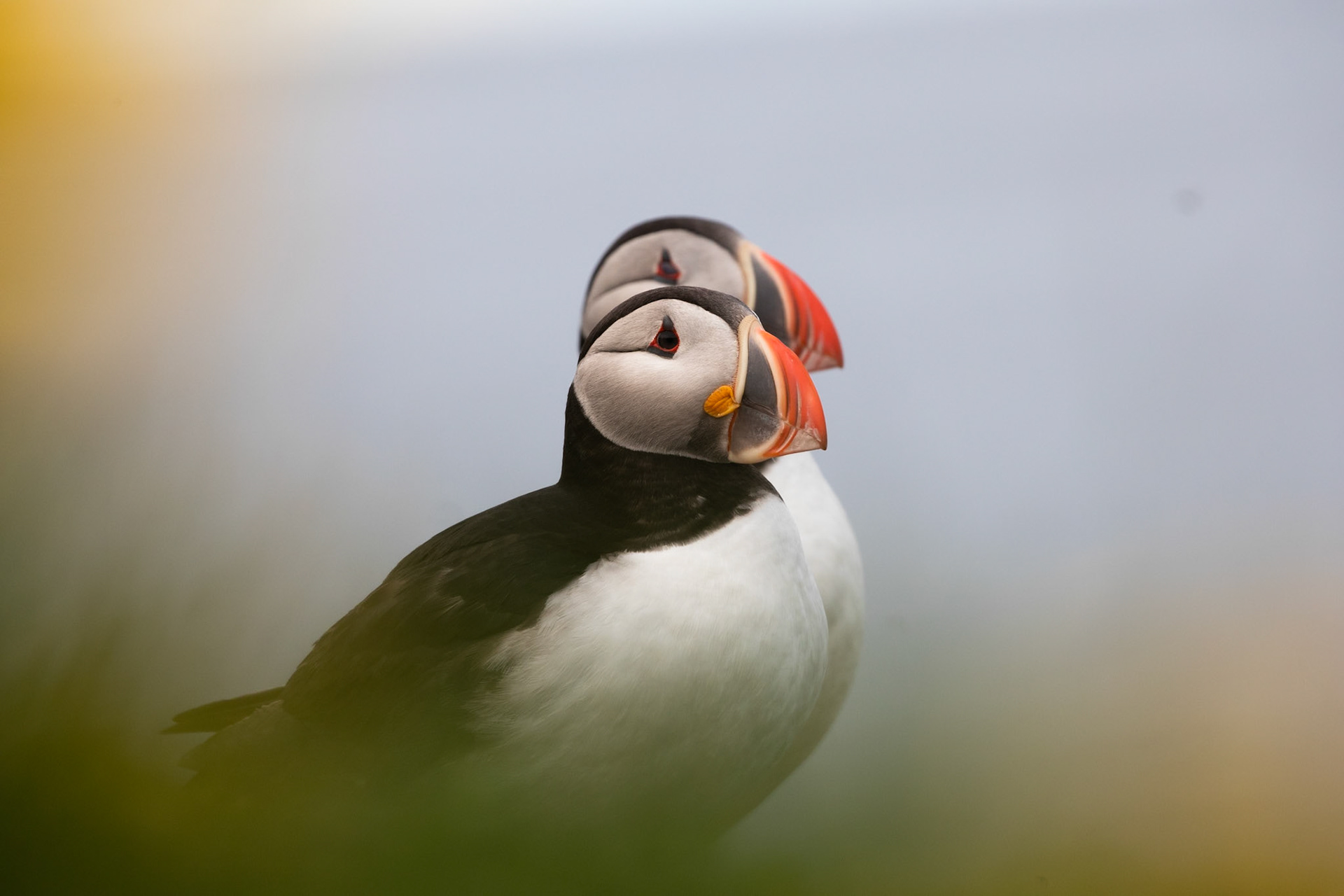 Atlantic puffin, Grímsey Island, Iceland