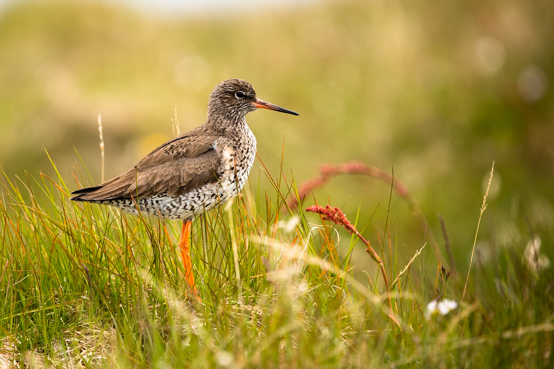 Common redshank, Flatey island, Breiðafjörður, Iceland