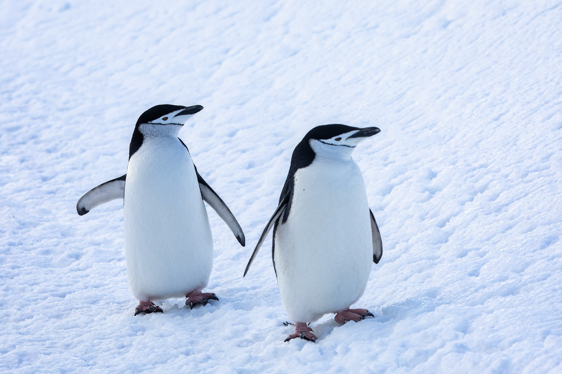 Chinstrap penguin, Half-moon Island, Shetland Islands, Antarctica