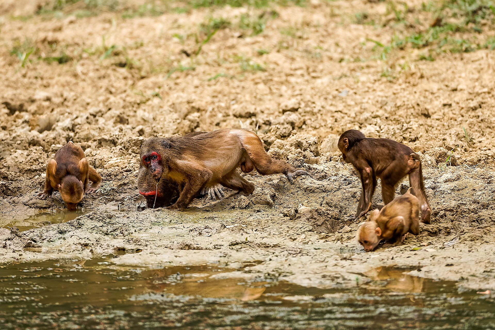 Stump-tailed macaque, Khaeng Krackan National Park, Thailand