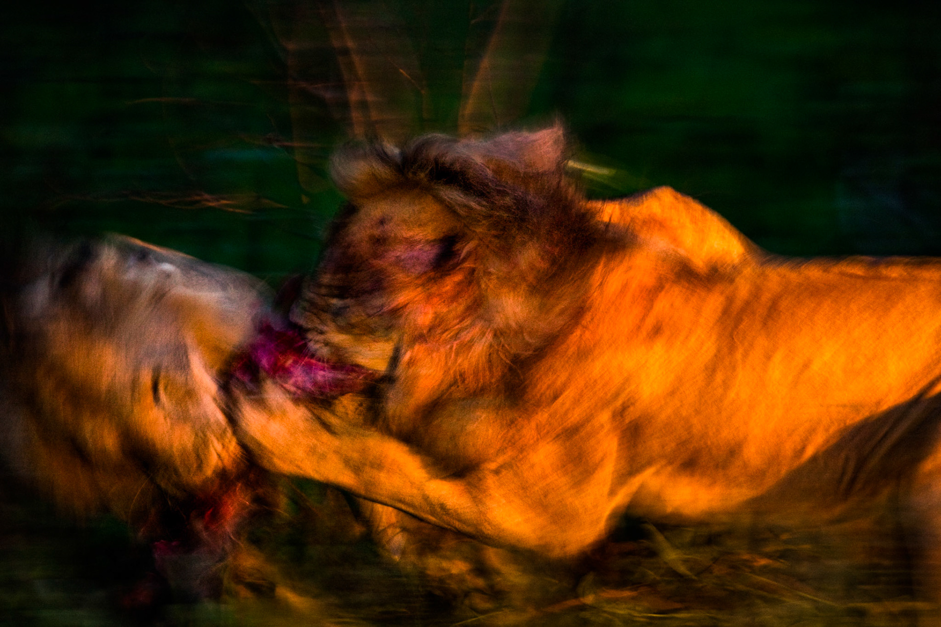 Lions, Exeter, Sabi Sands