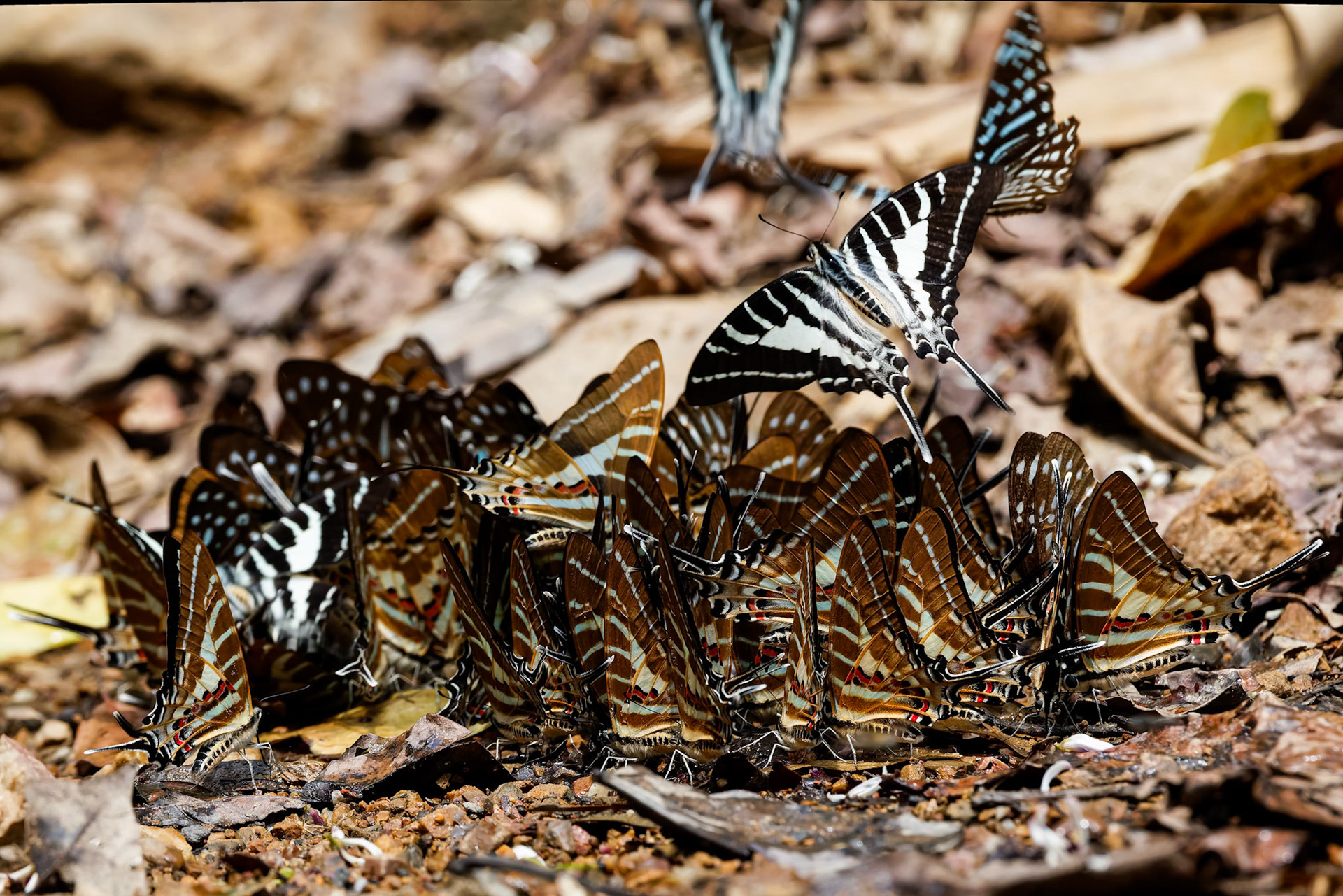 Butterflies, Khaeng Krackan National Park, Thailand