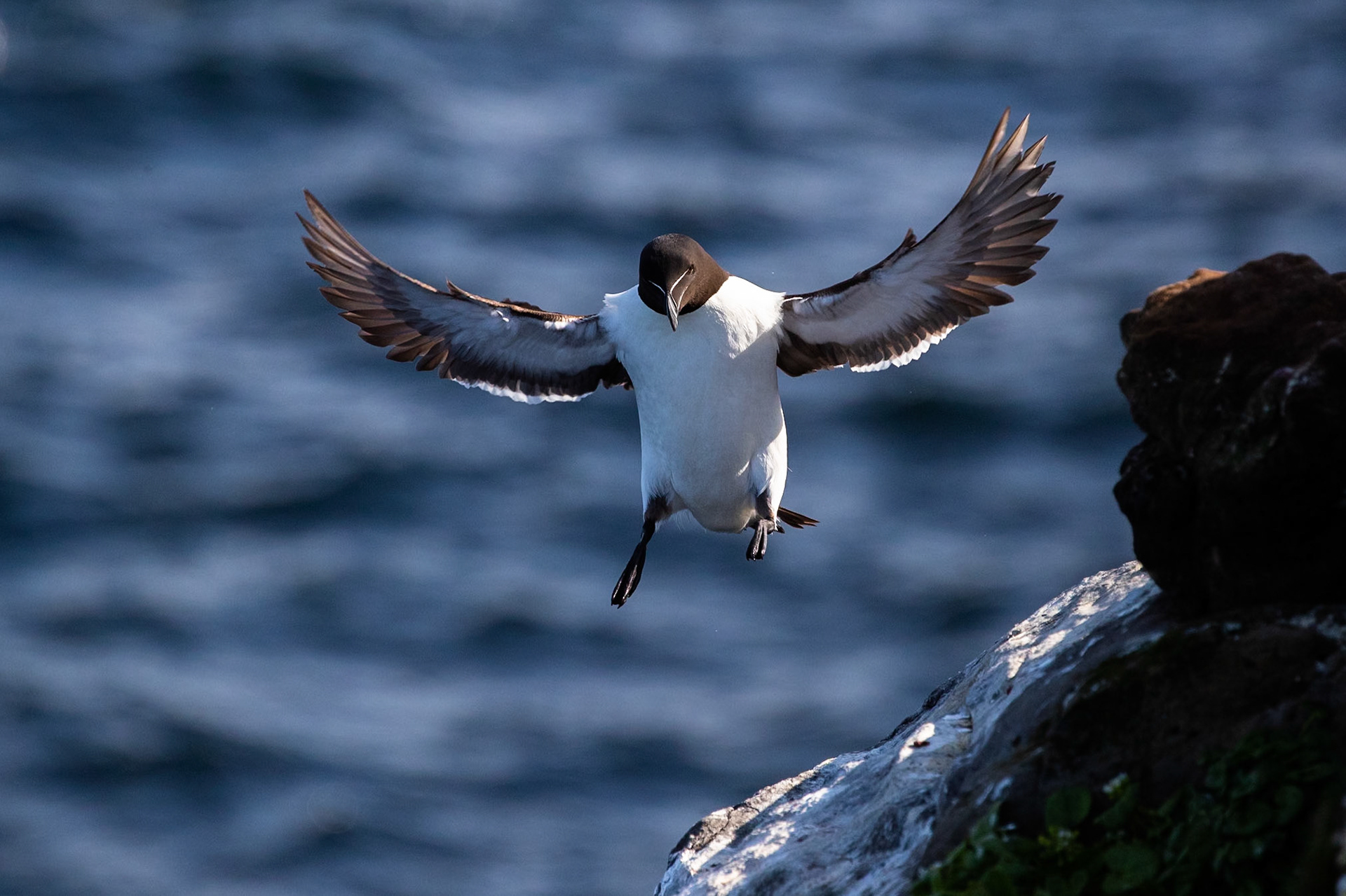 Razorbill, Grímsey Island, Iceland