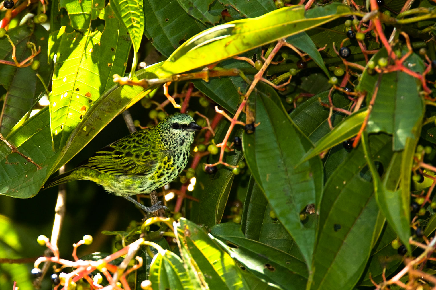 Spotted tanager, Cock of the Rock lodge, Manu road, Peru
